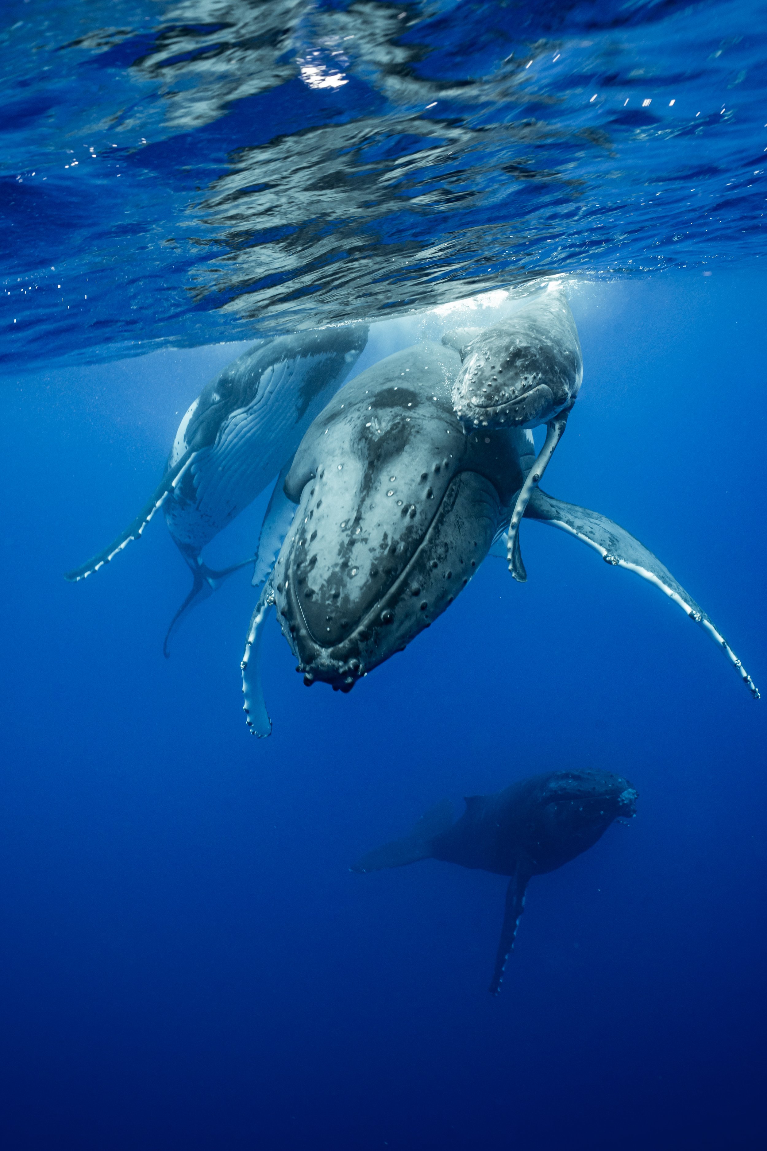 rurutu-2020-inertia-network-matt-reichel-one-with-whales-swim-with-humpback-whales-french-polynesia-week-one-re-edited-221.jpg