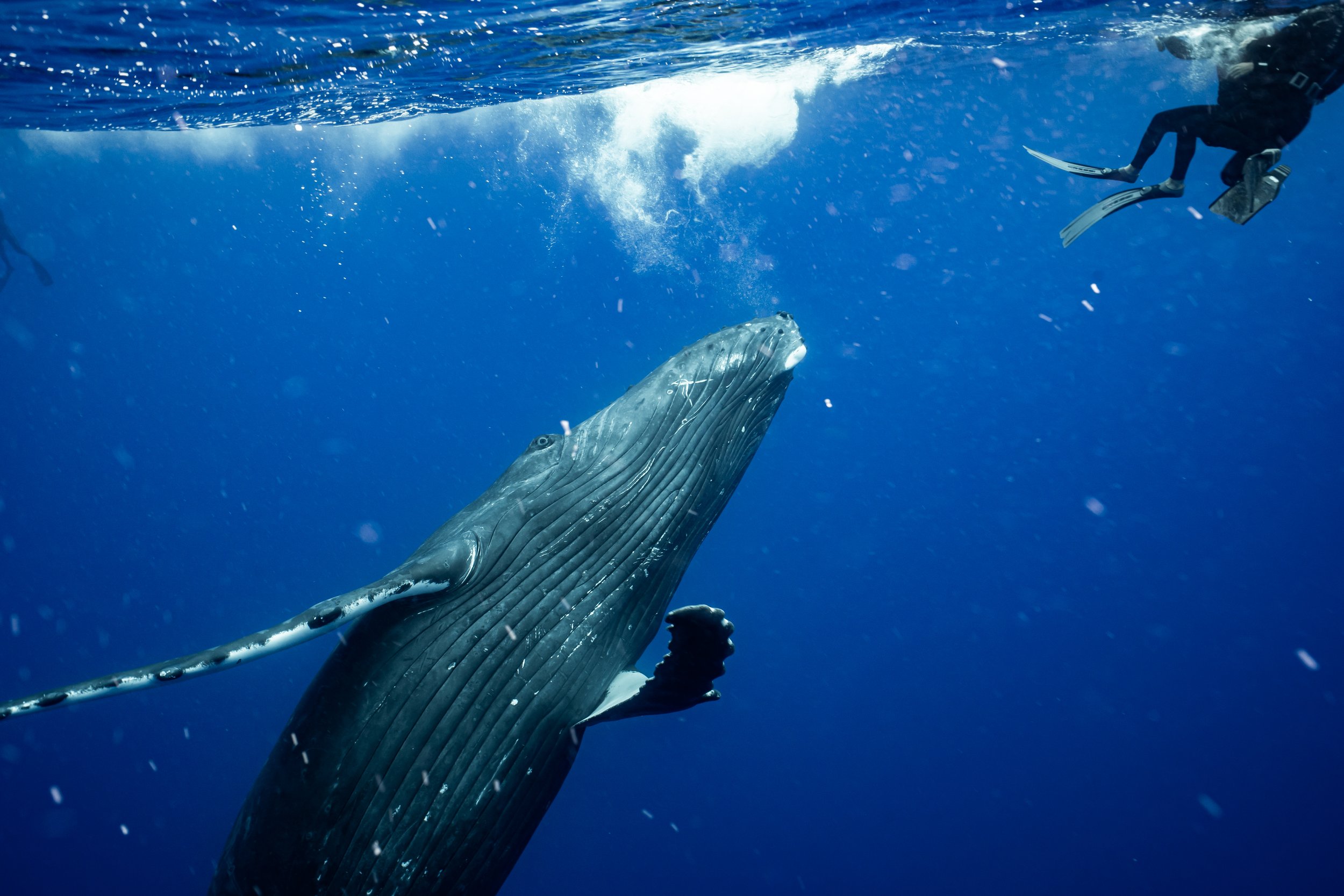 rurutu-2020-inertia-network-matt-reichel-one-with-whales-swim-with-humpback-whales-french-polynesia-week-one-re-edited-253.jpg