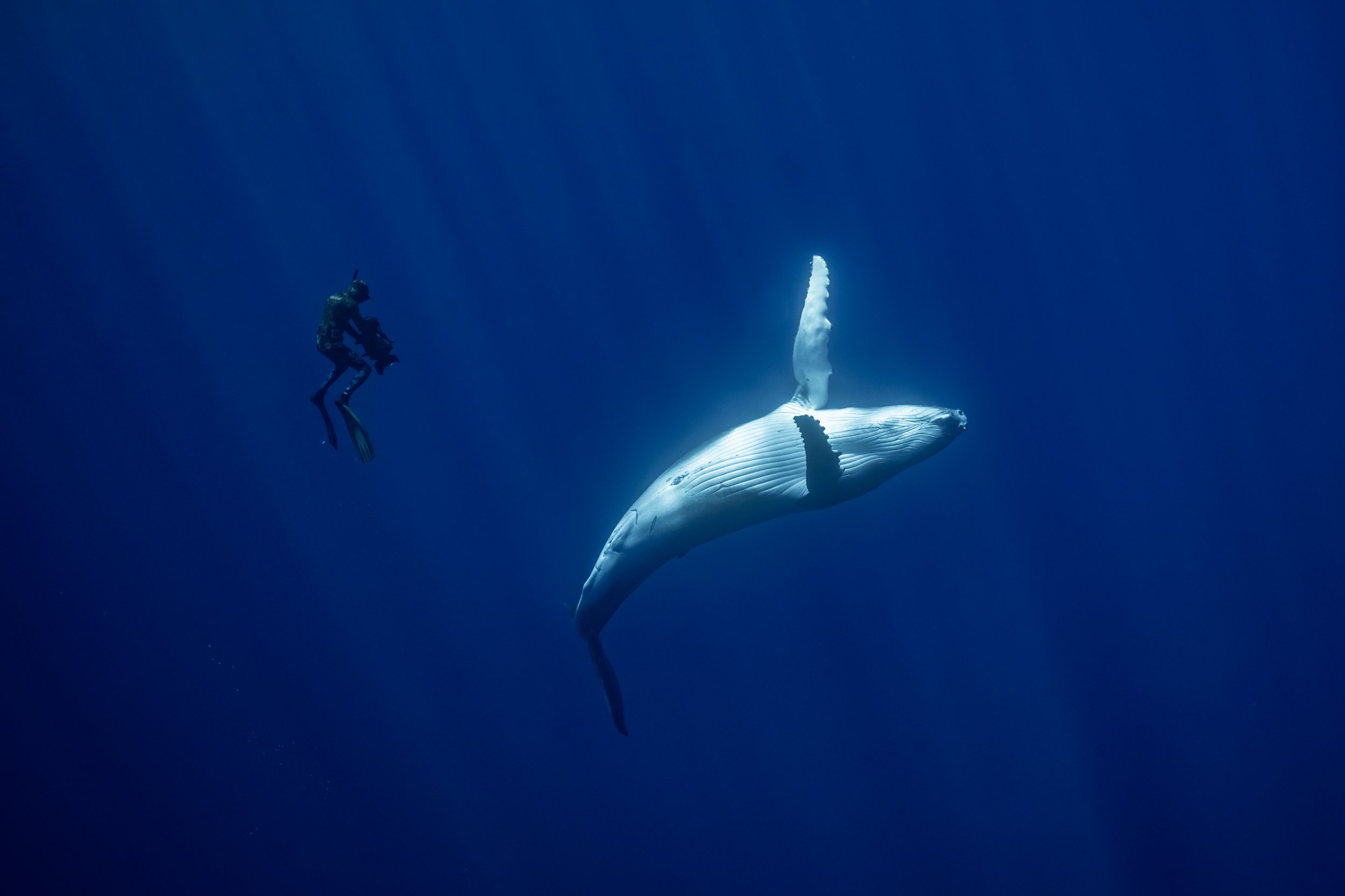 rurutu-inertia-network-matt-reichel-one-with-whales-swim-with-humpback-whales-french-polynesia-50.jpg