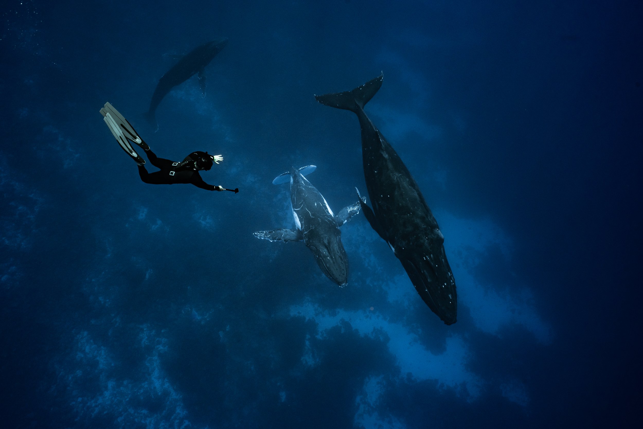 rurutu-2020-inertia-network-matt-reichel-one-with-whales-swim-with-humpback-whales-french-polynesia-week-one-re-edited-51.jpg