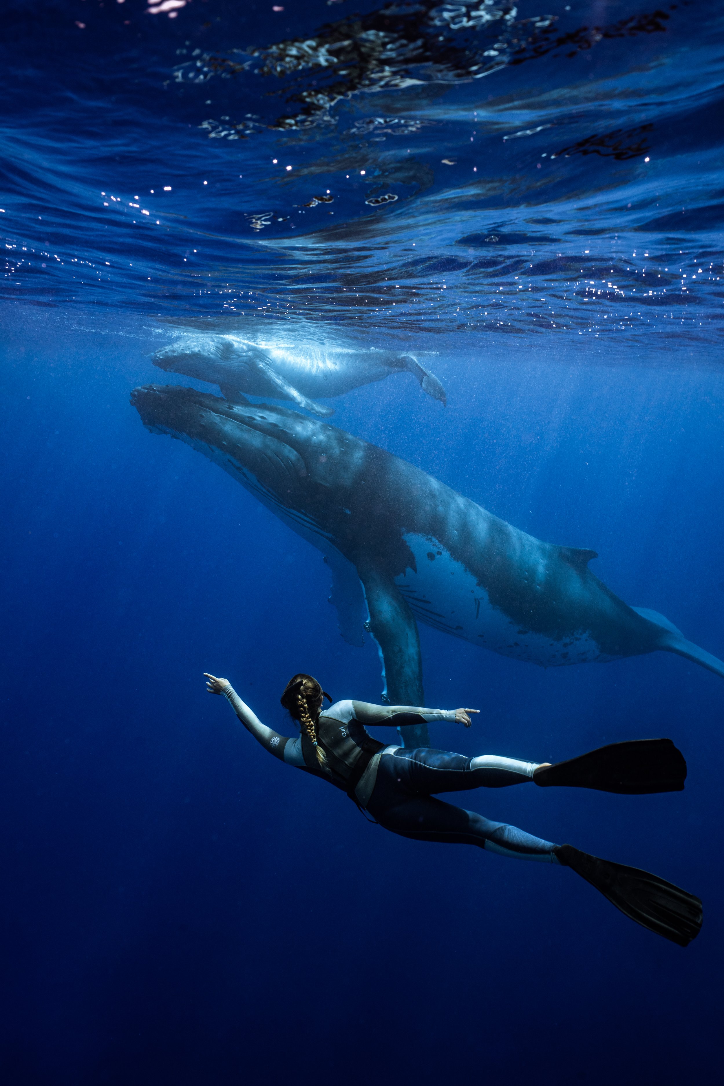 rurutu-inertia-network-matt-reichel-one-with-whales-swim-with-humpback-whales-french-polynesia-143.jpg