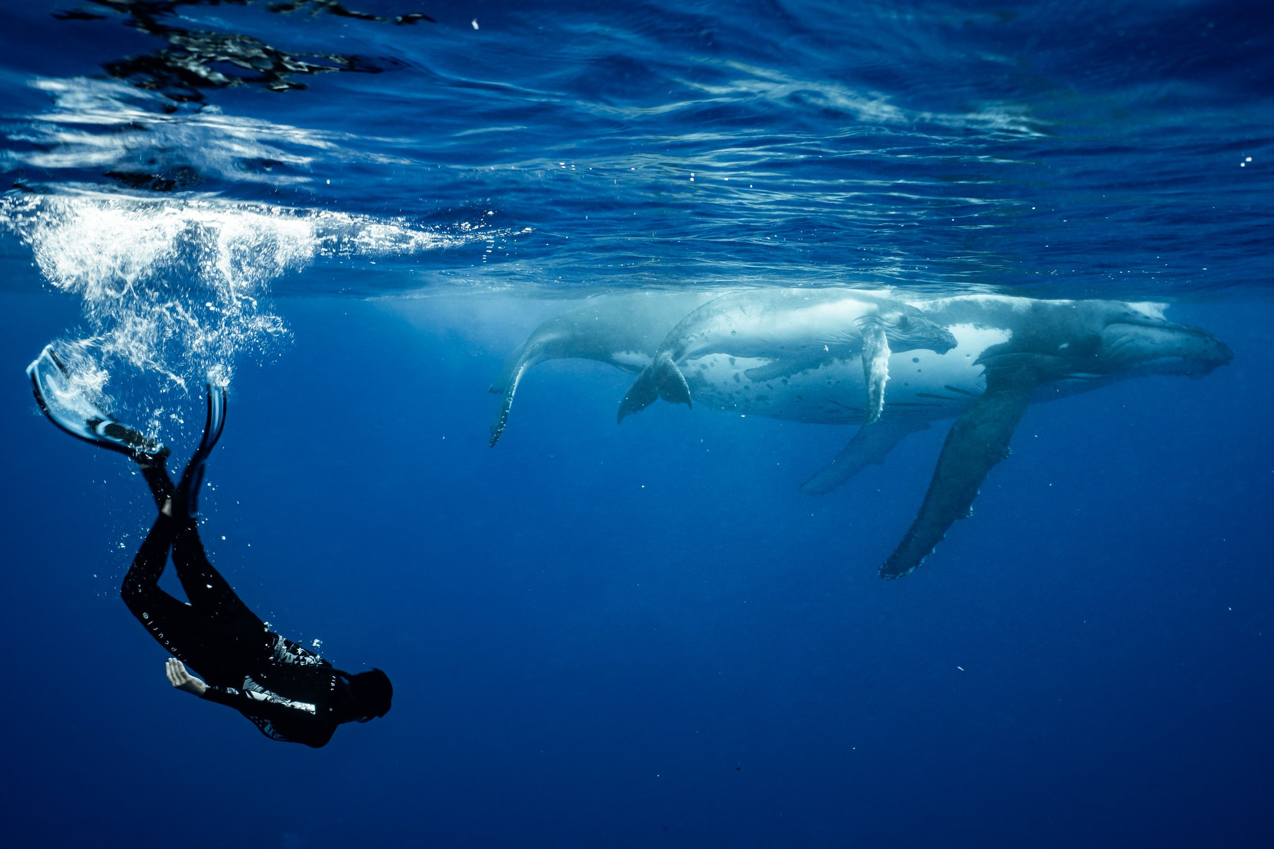 rurutu-2020-inertia-network-matt-reichel-one-with-whales-swim-with-humpback-whales-french-polynesia-week-one-re-edited-262.jpg