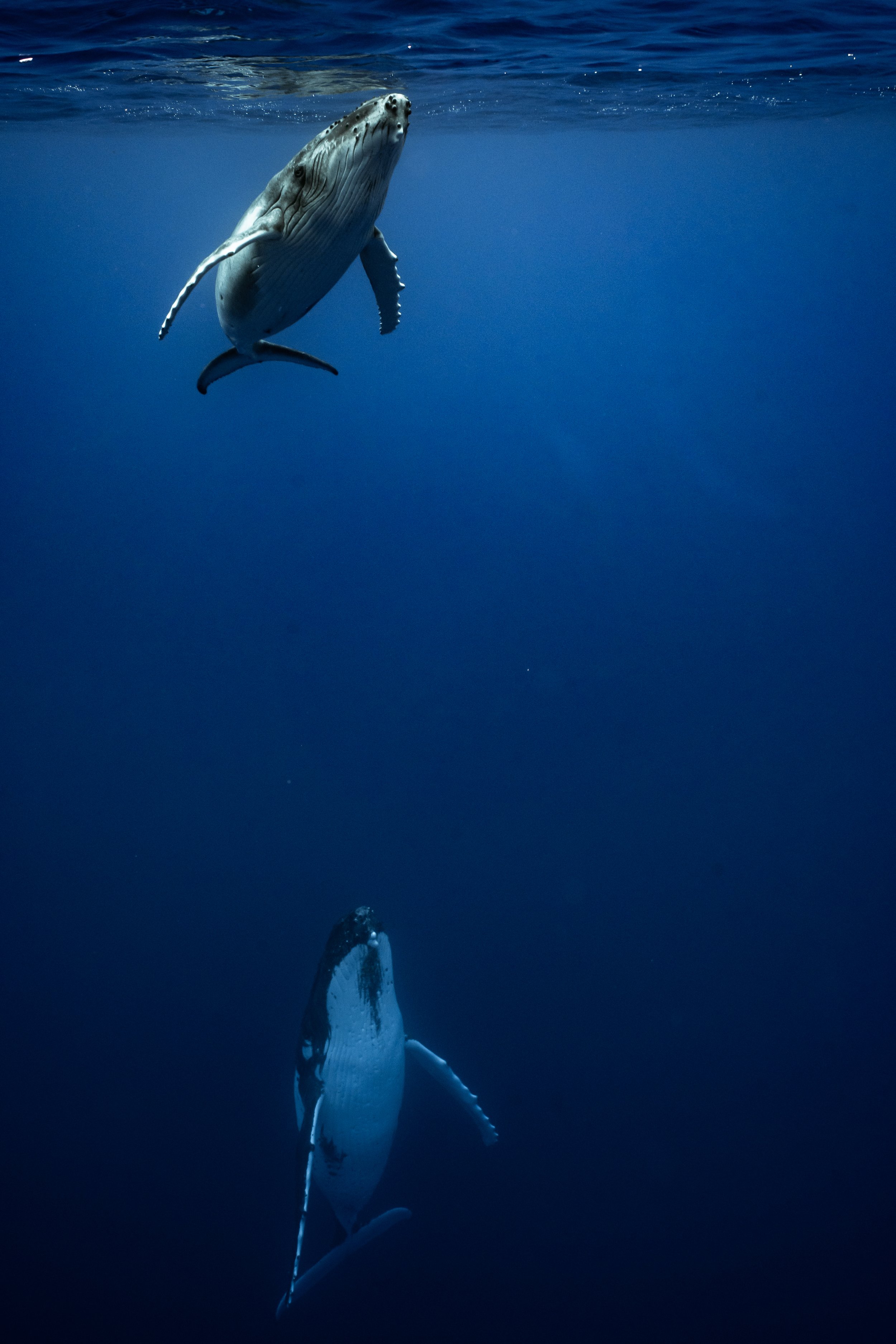 rurutu-2020-inertia-network-matt-reichel-one-with-whales-swim-with-humpback-whales-french-polynesia-week-one-re-edited-167.jpg