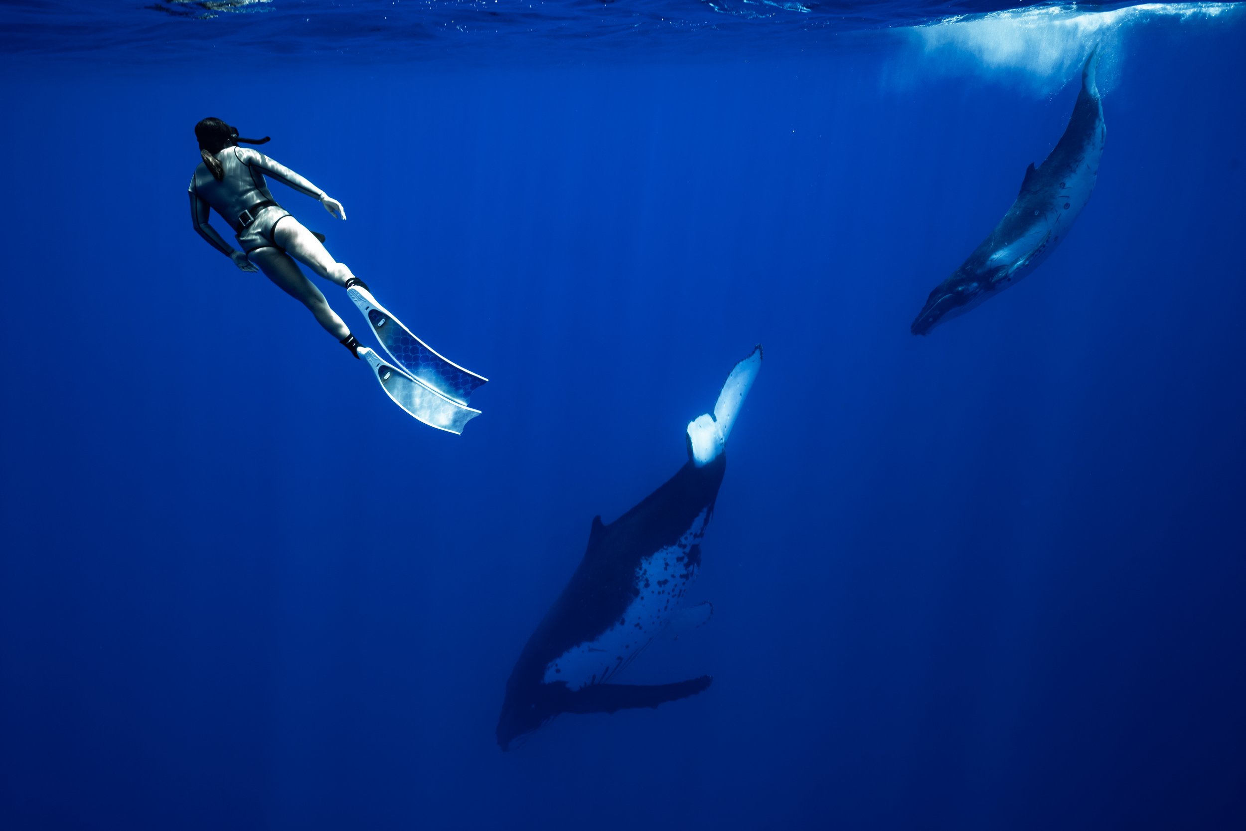 rurutu-inertia-network-matt-reichel-one-with-whales-swim-with-humpback-whales-french-polynesia-480.jpg