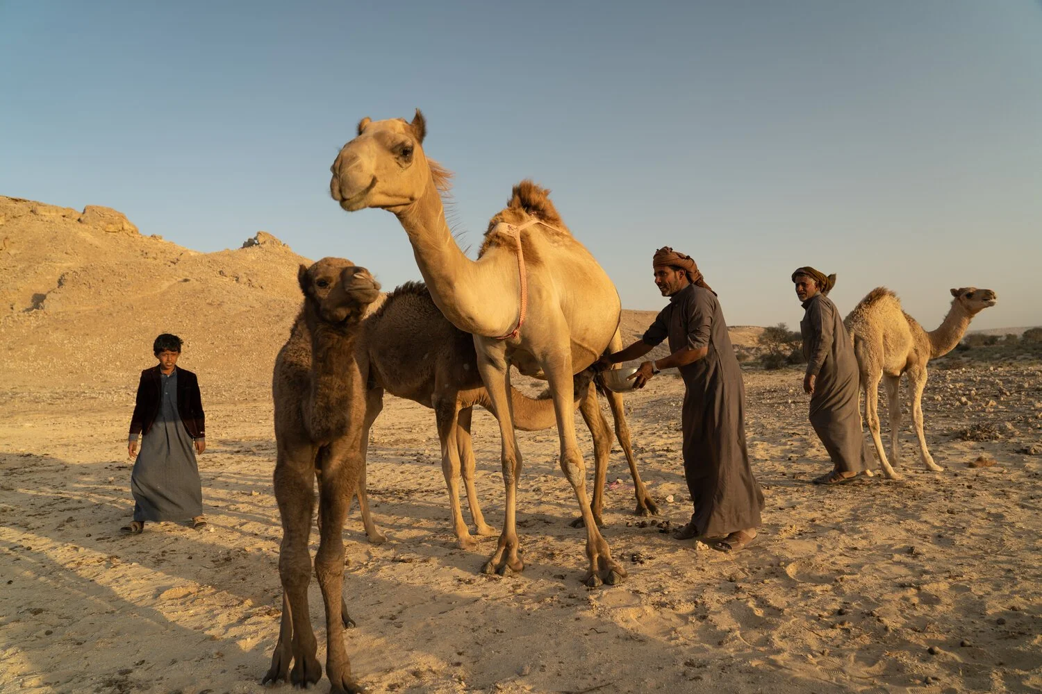 A family of Mahri Bedouins milks their camels as the sun begins to set.  Empty Quarter, Yemen.