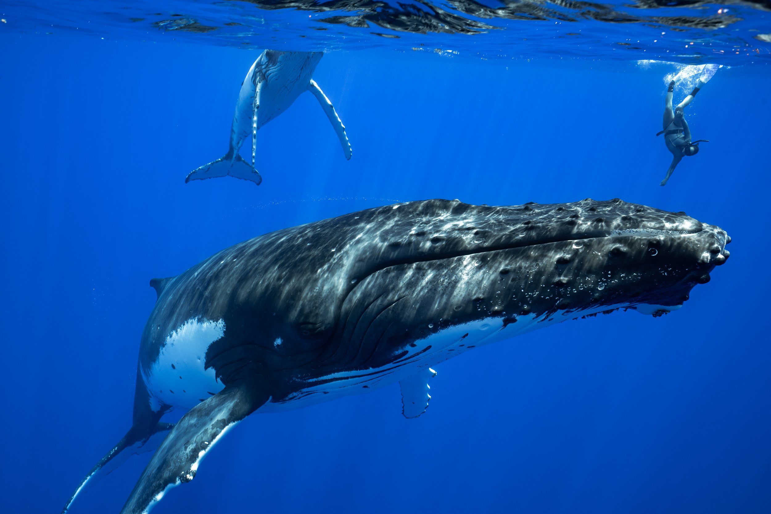 rurutu-inertia-network-matt-reichel-one-with-whales-swim-with-humpback-whales-french-polynesia-484.jpg