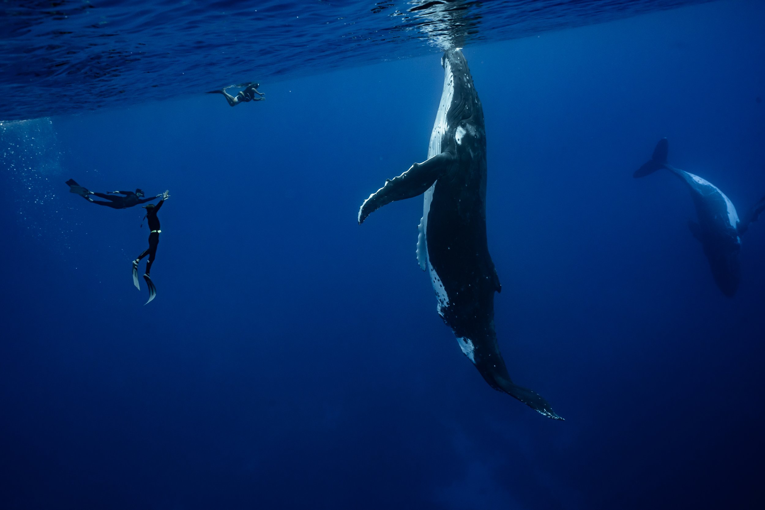 rurutu-2020-inertia-network-matt-reichel-one-with-whales-swim-with-humpback-whales-french-polynesia-week-one-re-edited-104.jpg