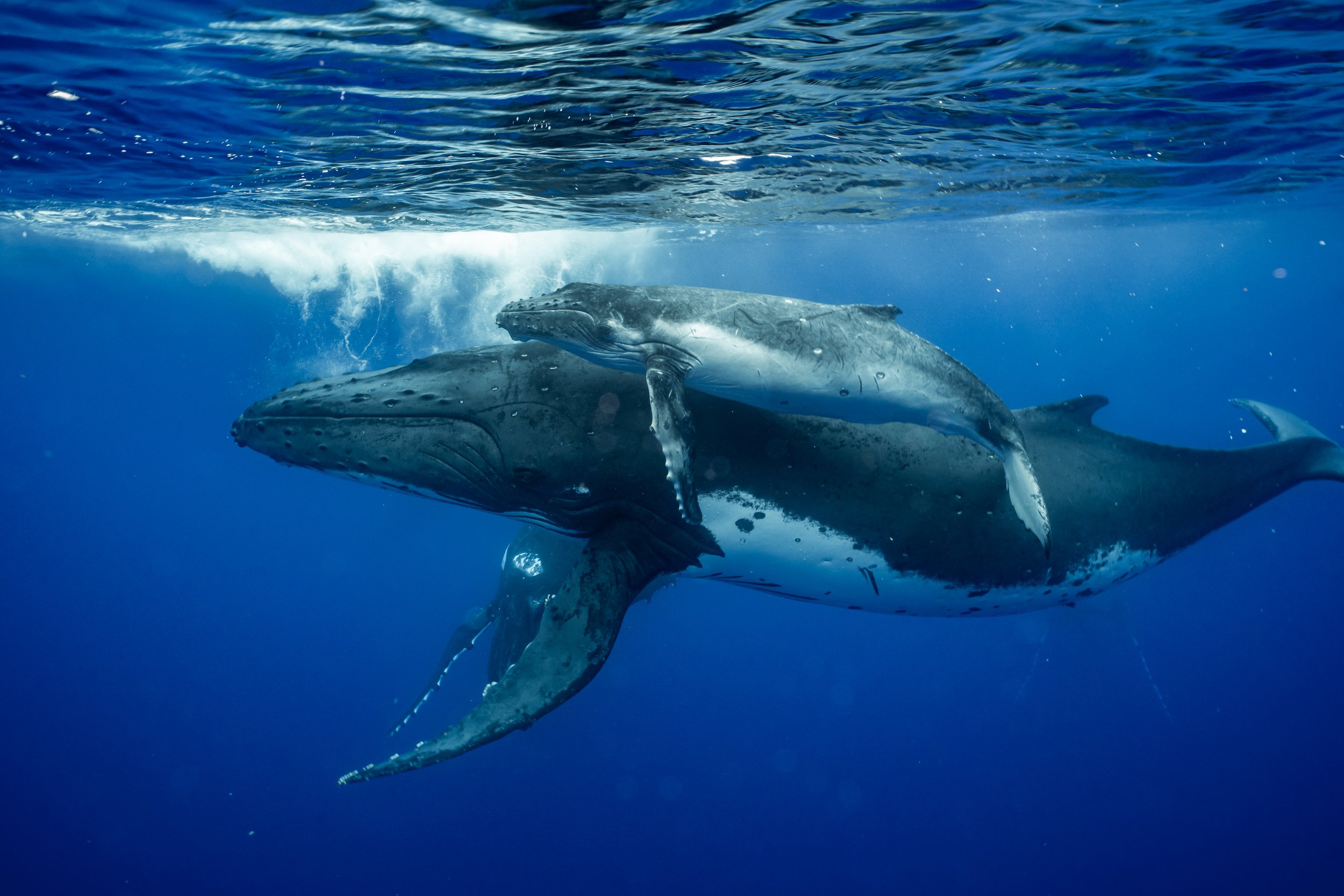 rurutu-2020-inertia-network-matt-reichel-one-with-whales-swim-with-humpback-whales-french-polynesia-week-one-re-edited-261.jpg