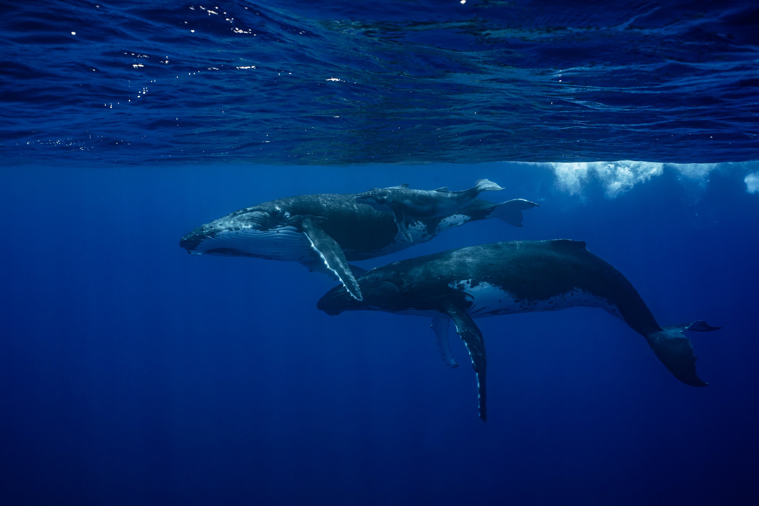 rurutu-inertia-network-matt-reichel-one-with-whales-swim-with-humpback-whales-french-polynesia-182.jpg
