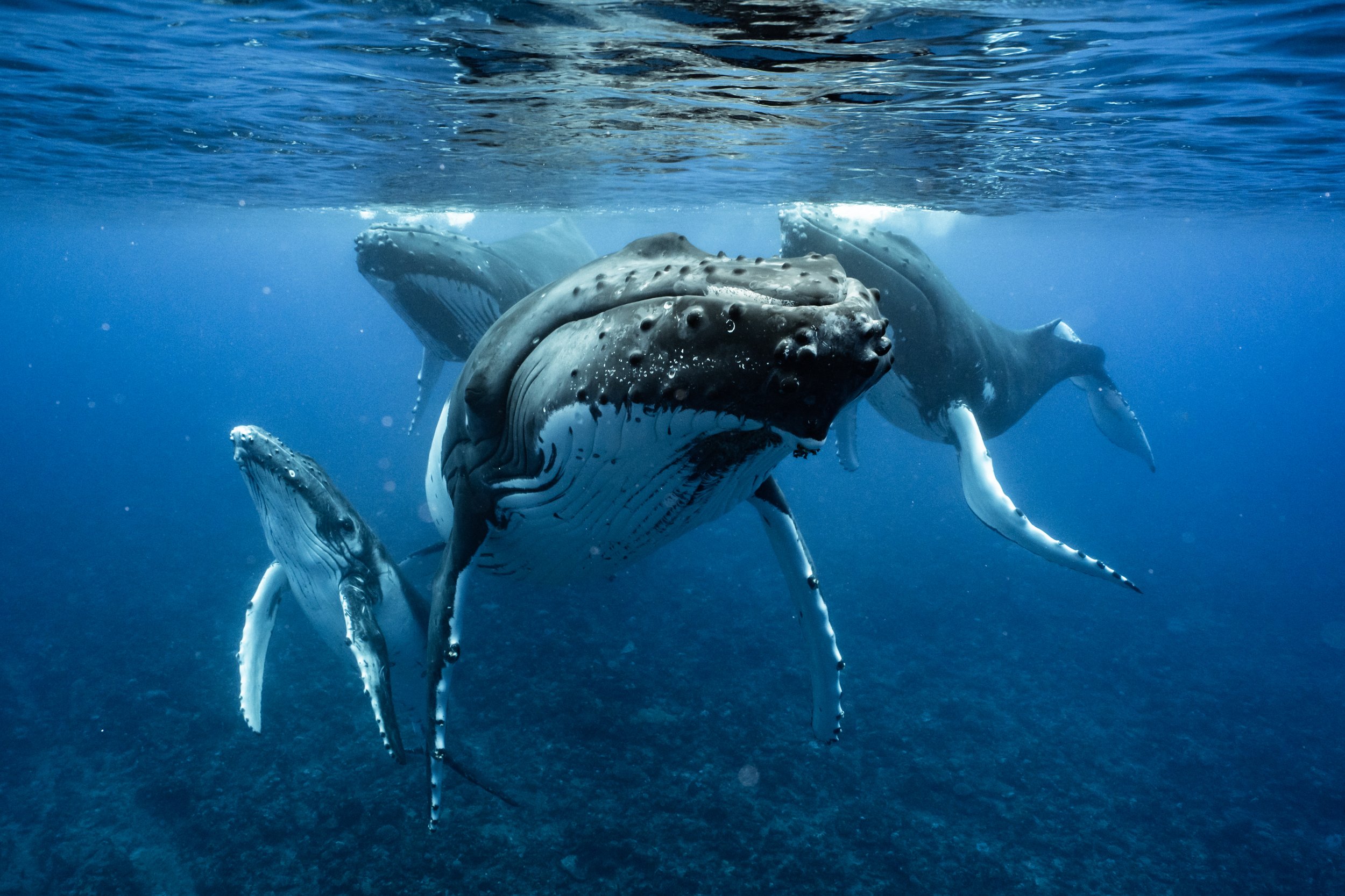 rurutu-inertia-network-matt-reichel-one-with-whales-swim-with-humpback-whales-french-polynesia-379.jpg