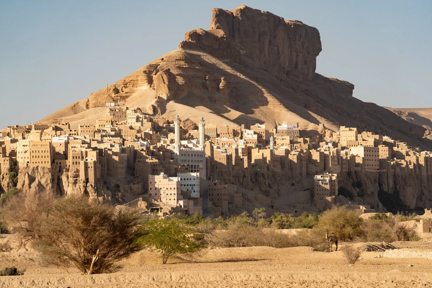 The town of Al Hajrain at the northern end of Wadi Doan consists of tightly packed mud-brick high-rise buildings. A camel grazes on shrubs in the valley surrounding the village.