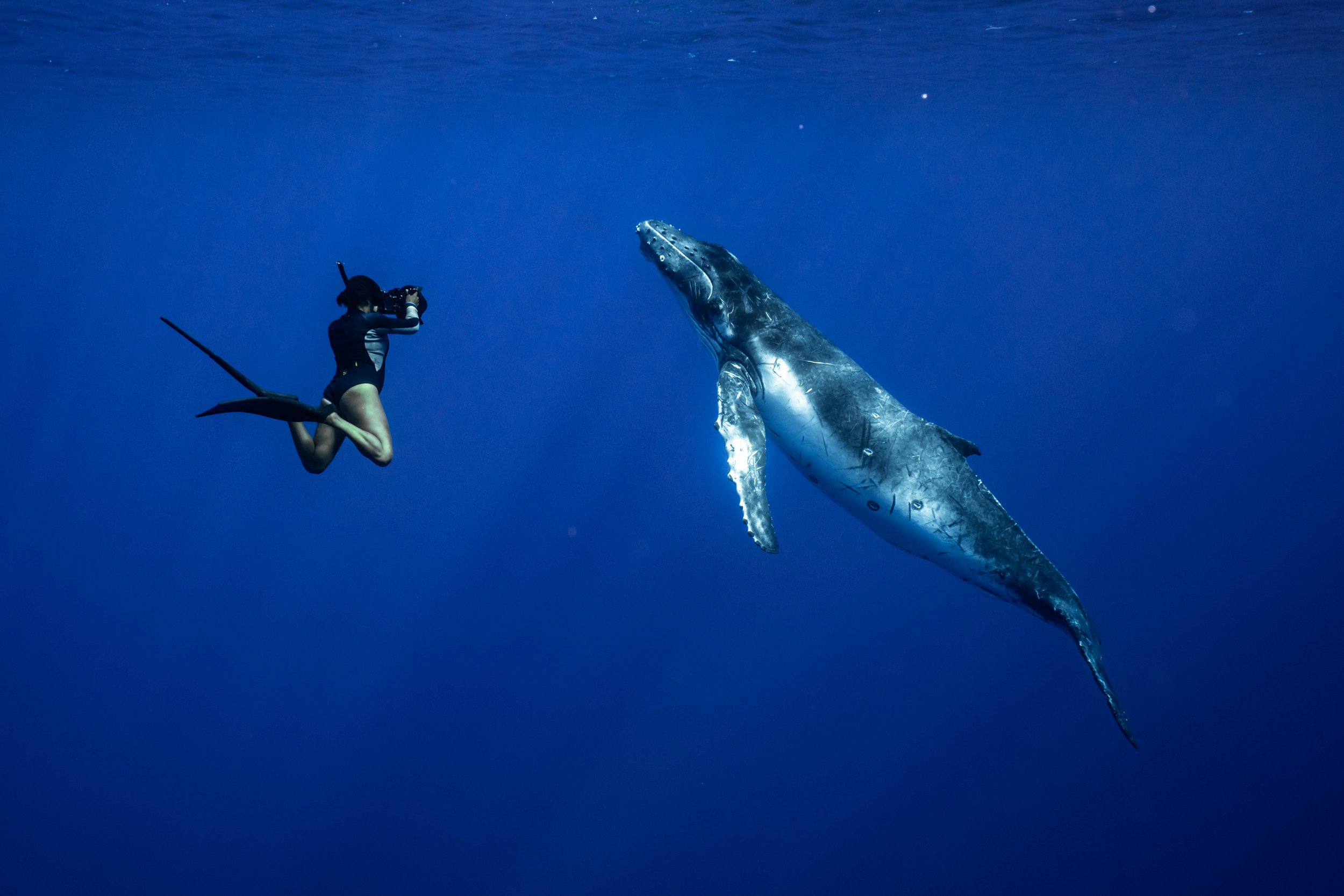 rurutu-inertia-network-matt-reichel-one-with-whales-swim-with-humpback-whales-french-polynesia-294.jpg