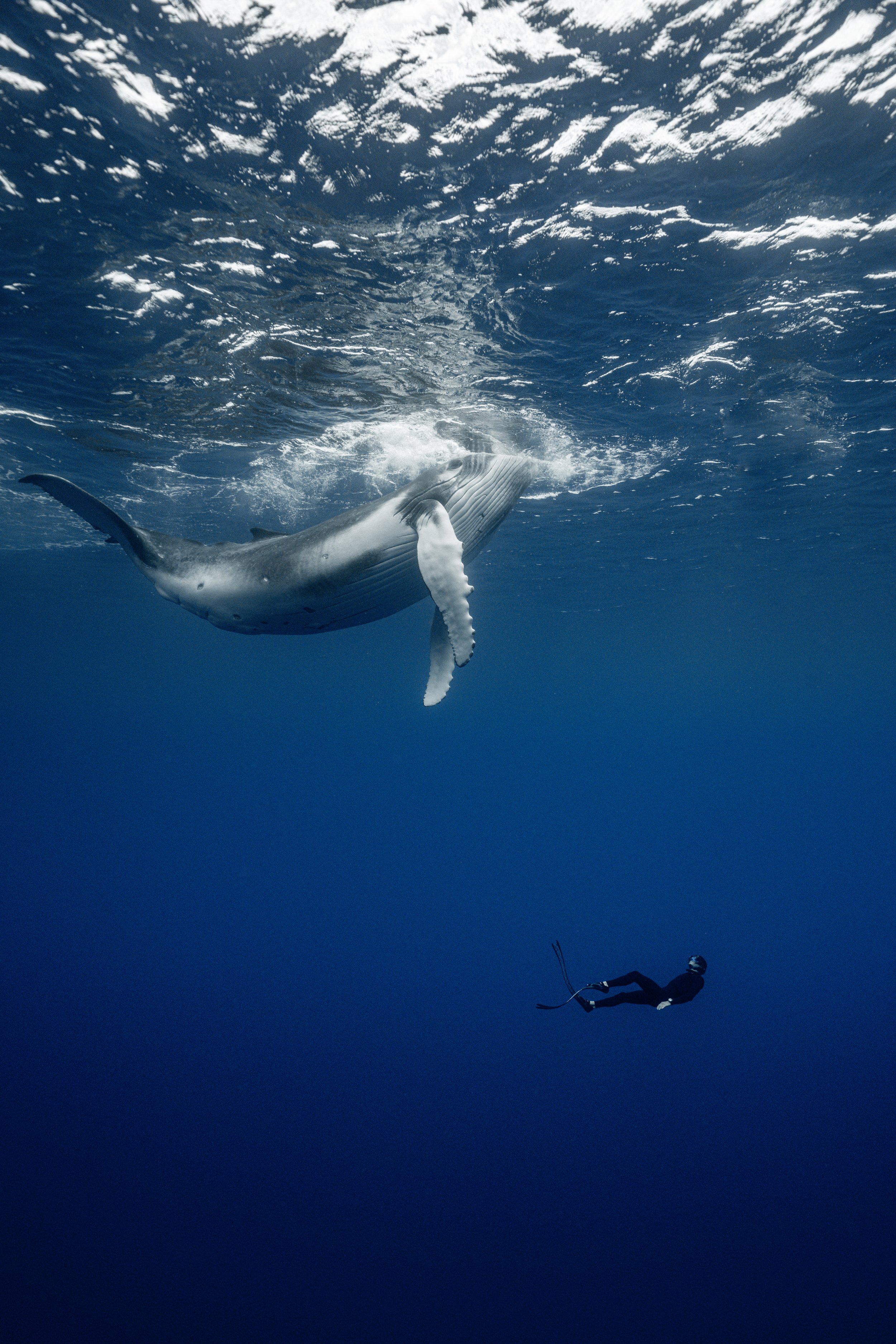 matt-reichel-rurutu-austral-islands-french-polynesia-whales-w2-141-s.jpg