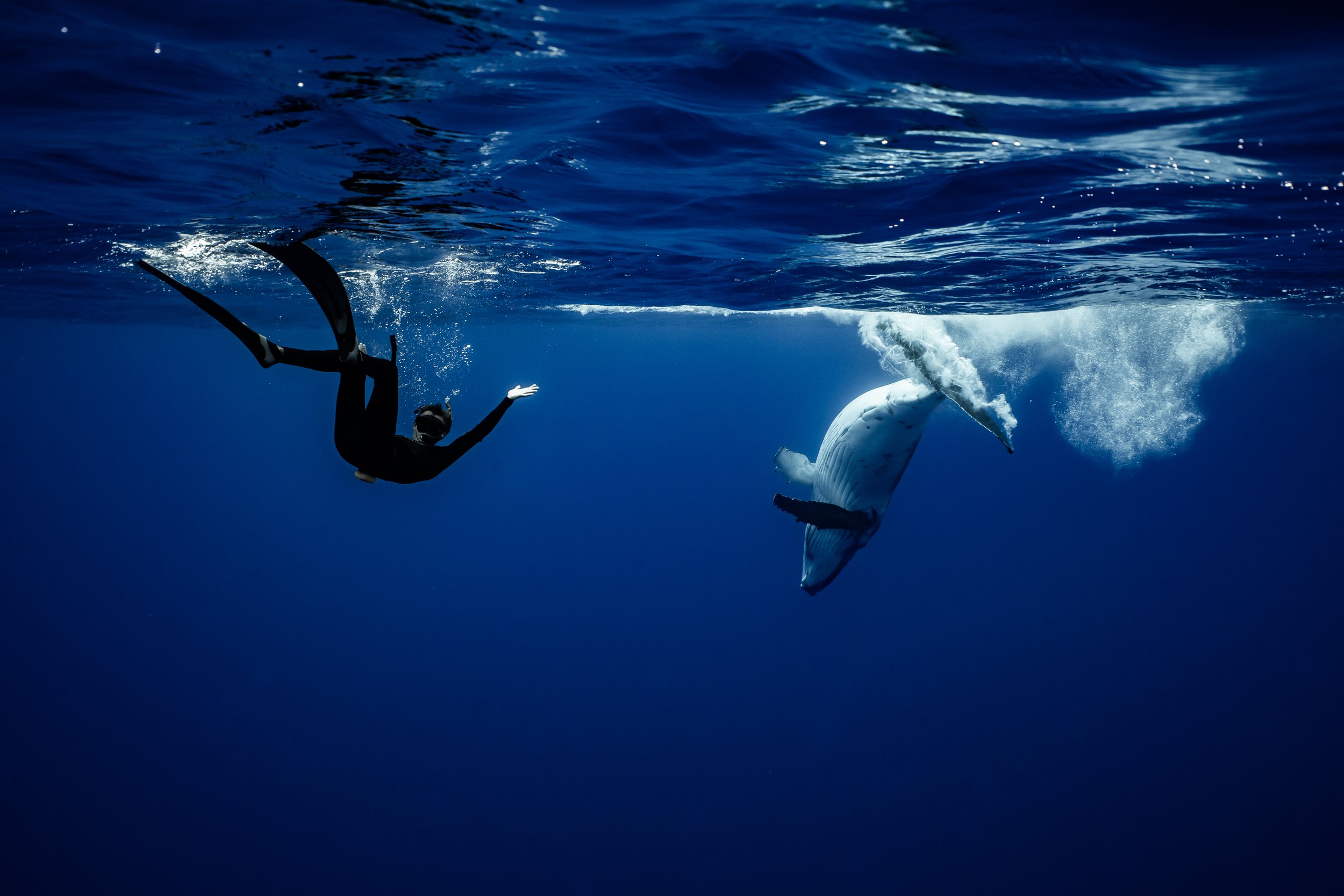 rurutu-2020-inertia-network-matt-reichel-one-with-whales-swim-with-humpback-whales-french-polynesia-week-one-re-edited-125.jpg