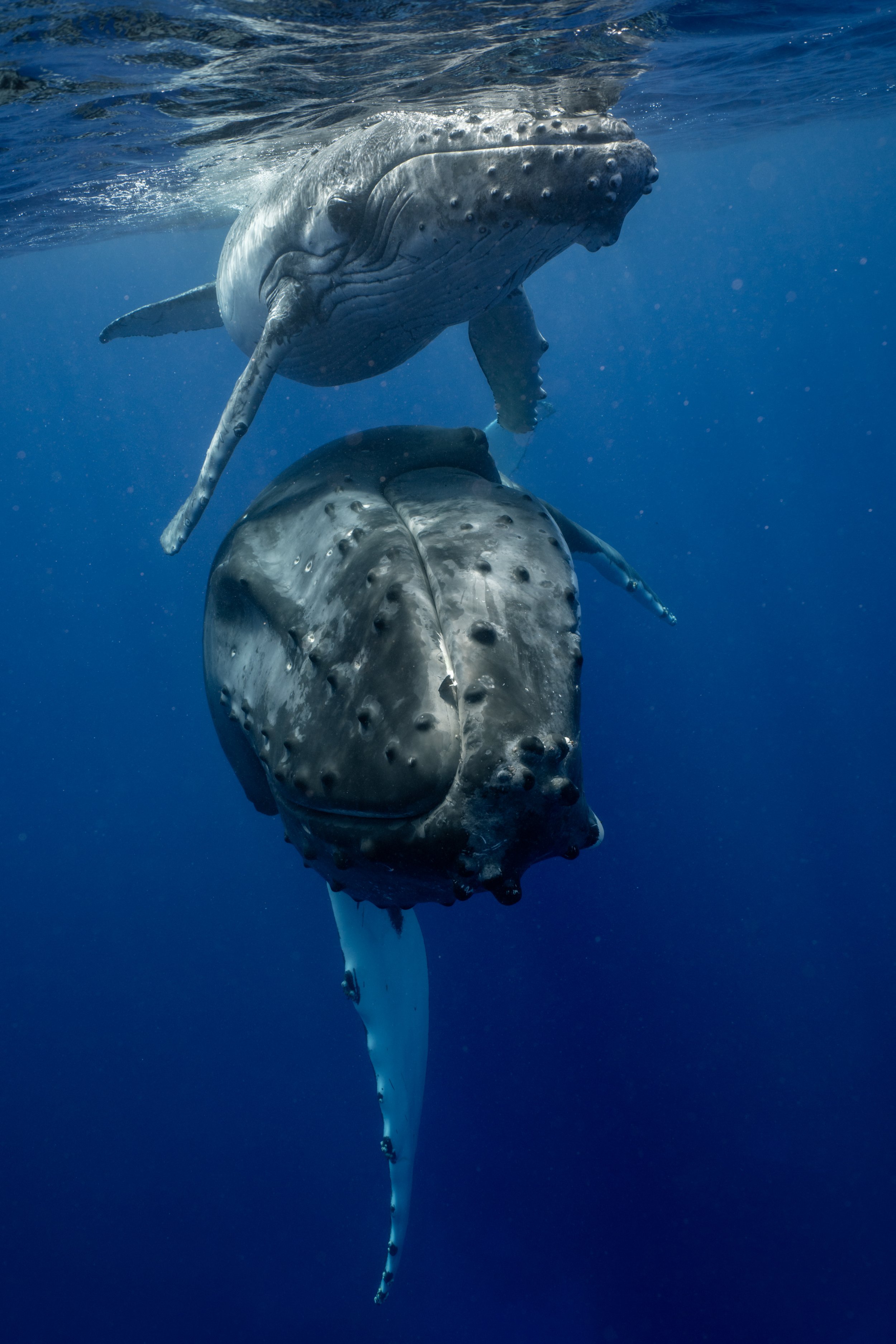 rurutu-inertia-network-matt-reichel-one-with-whales-swim-with-humpback-whales-french-polynesia-154.jpg