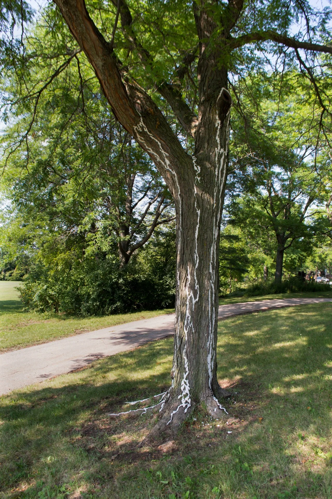 Aldo Leopold Park, August 11, 2026