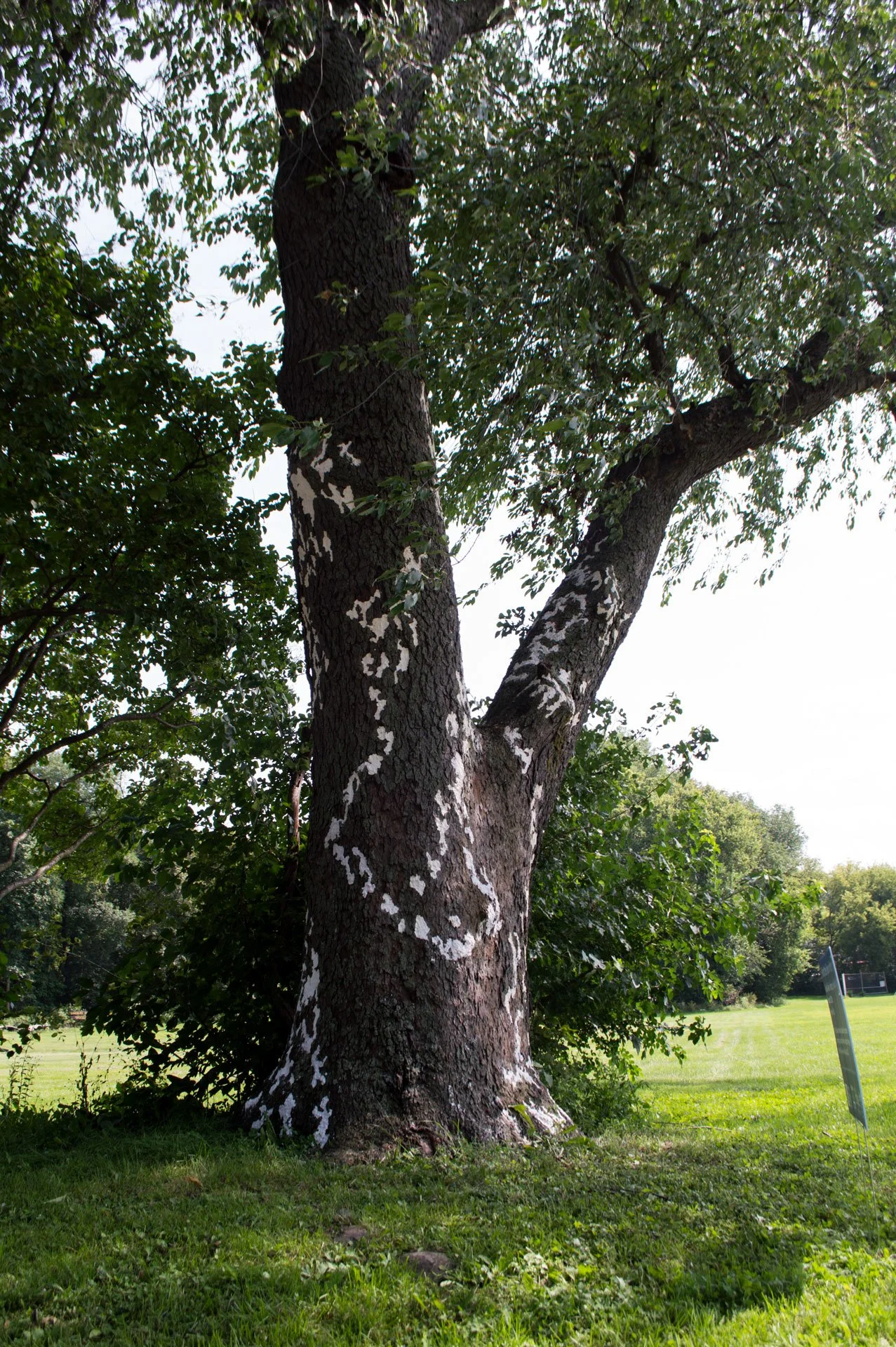 Sandburg Park, August 18, 2026