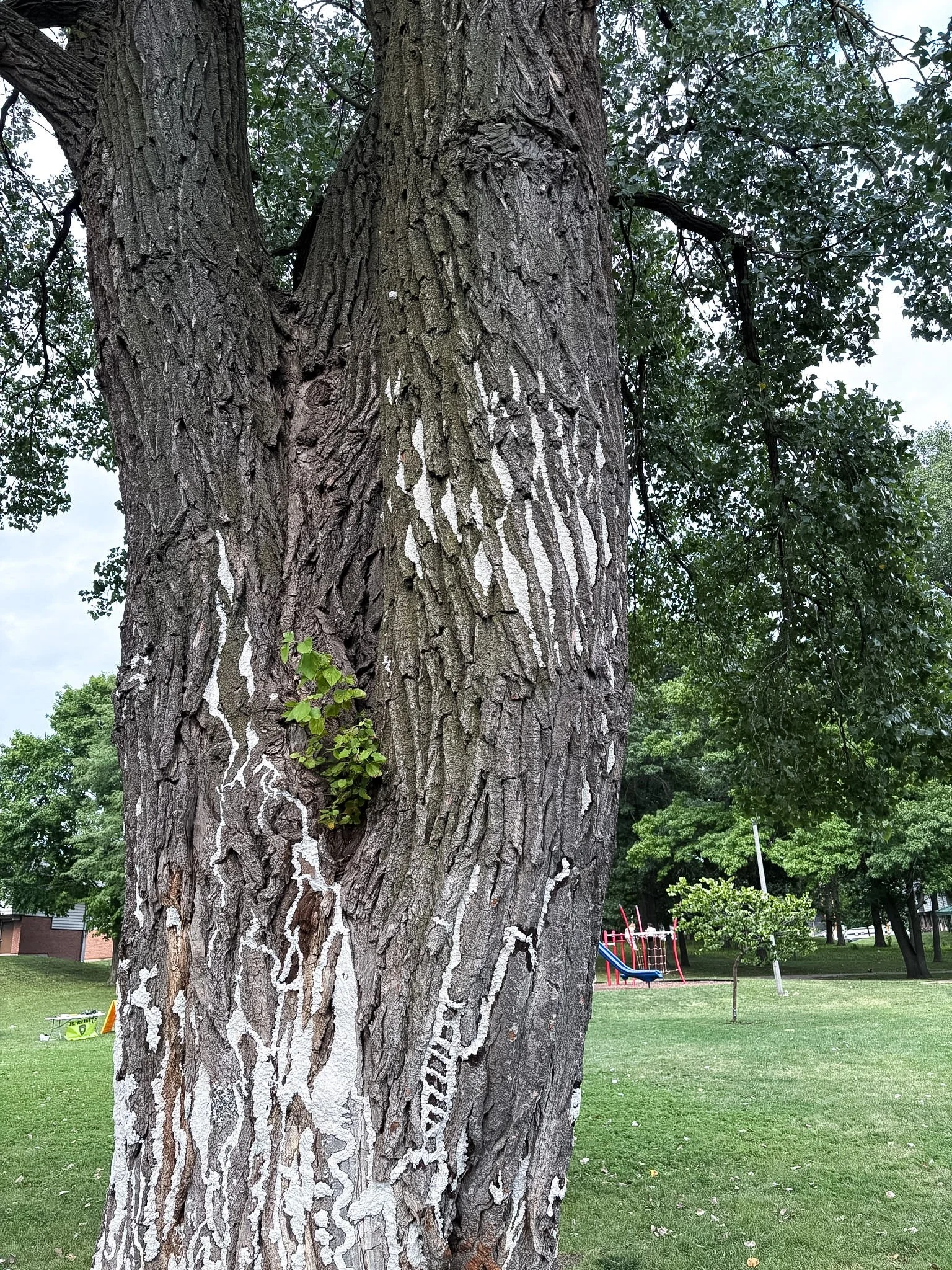 Worthington Park, August 4, 2026