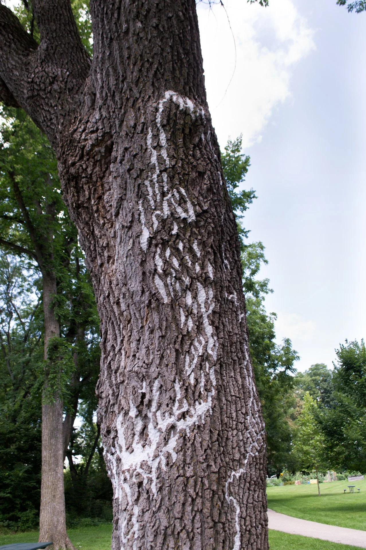 Hammersley Park, August 19, 2026