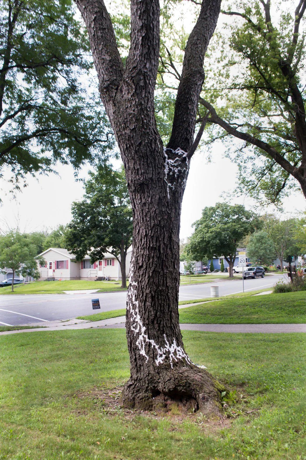 Hammersley Park, August 19, 2026