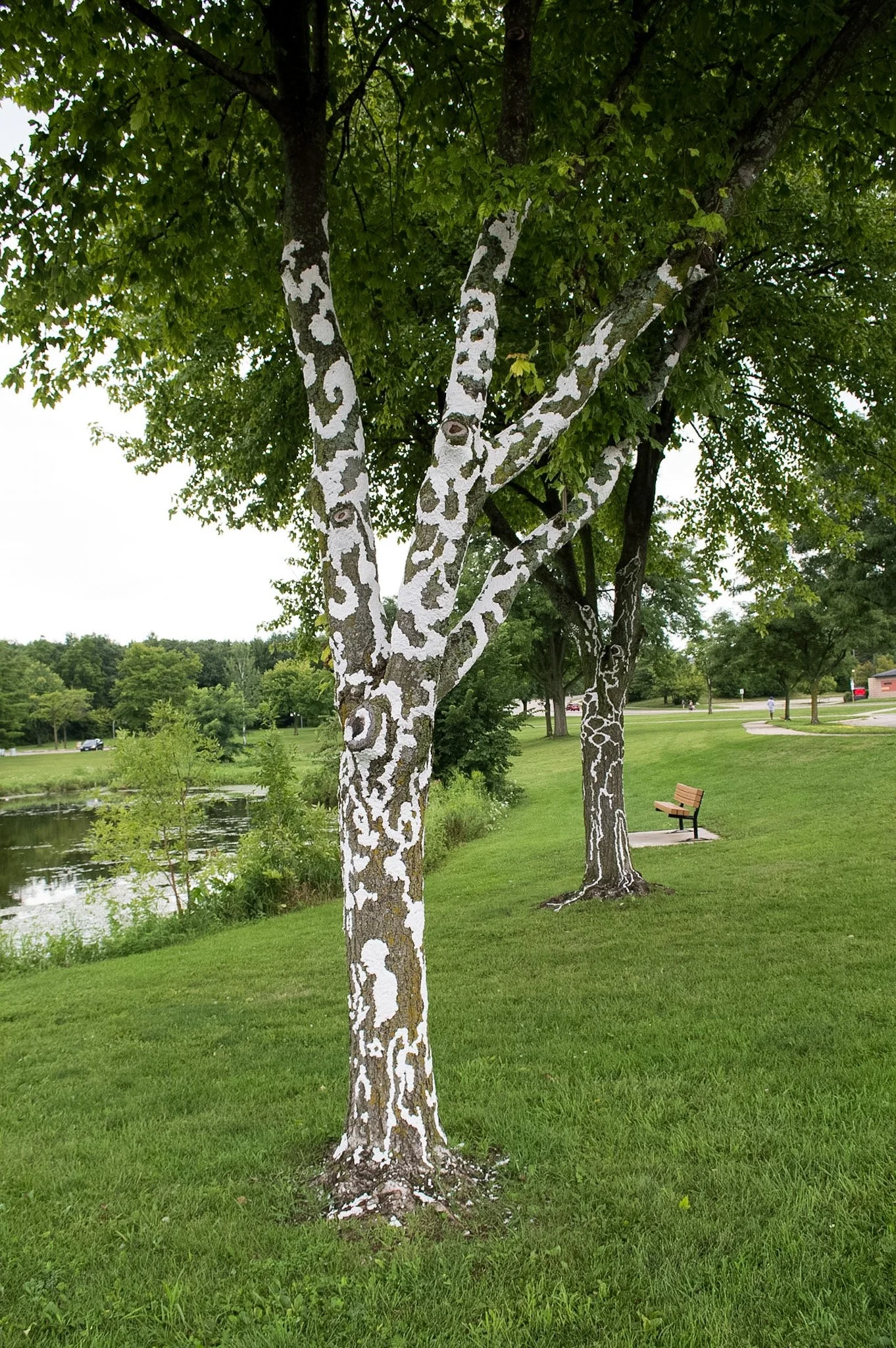 Elver Park, August 3, 2026