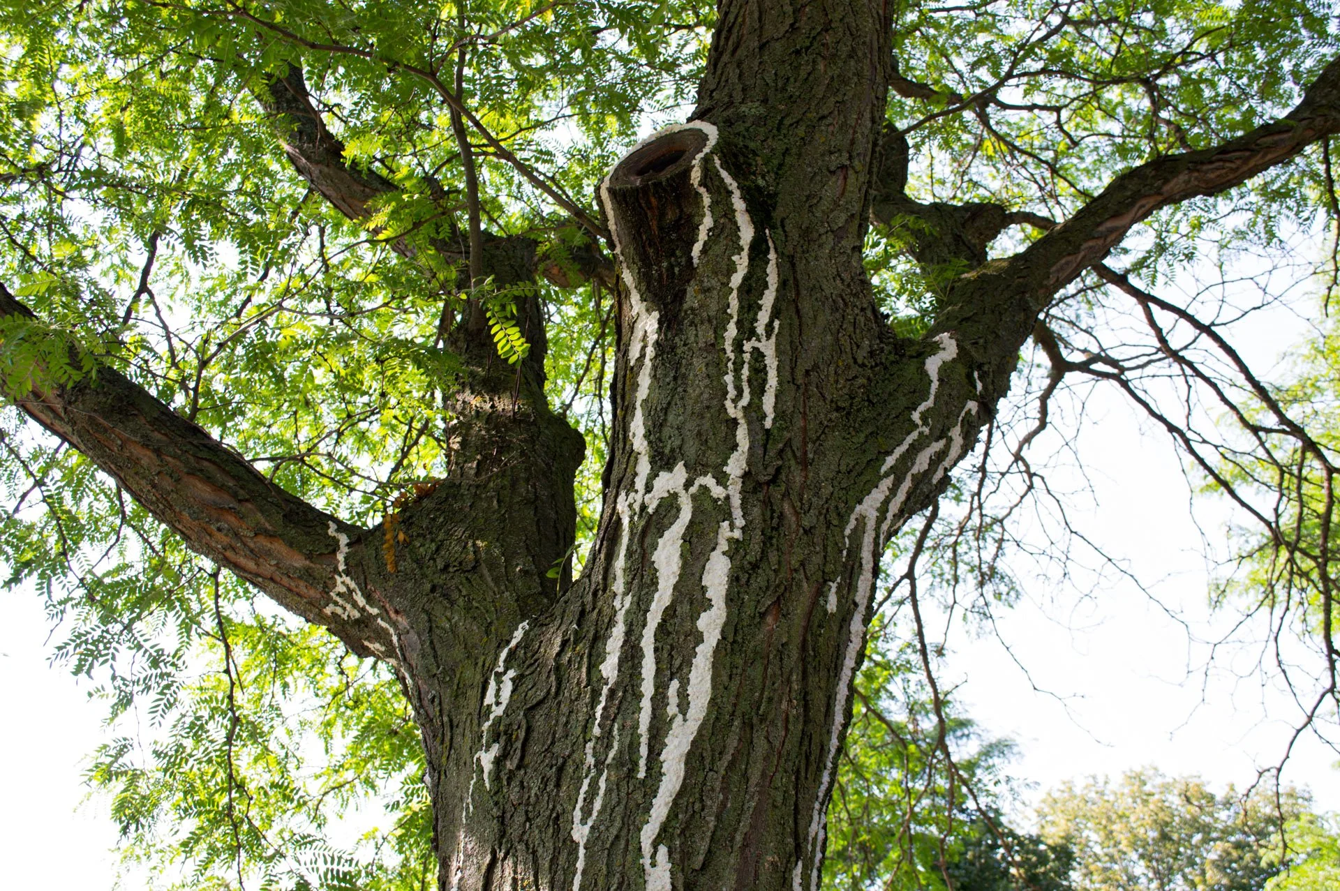 Aldo Leopold Park, August 11, 2026