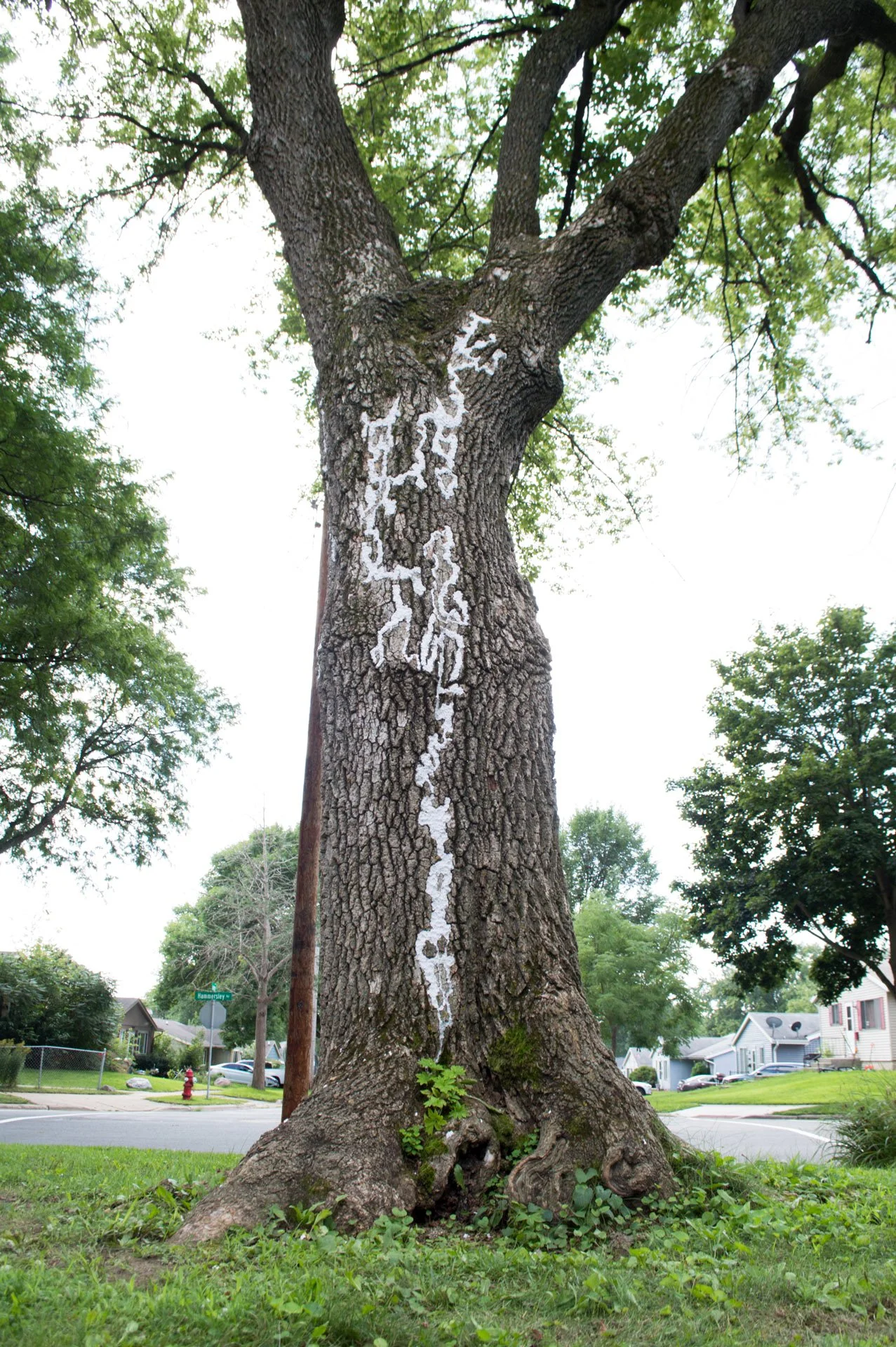 Hammersley Park, August 19, 2026