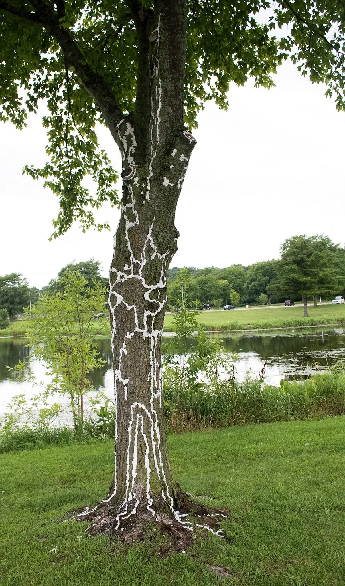 Elver Park, August 3, 2026