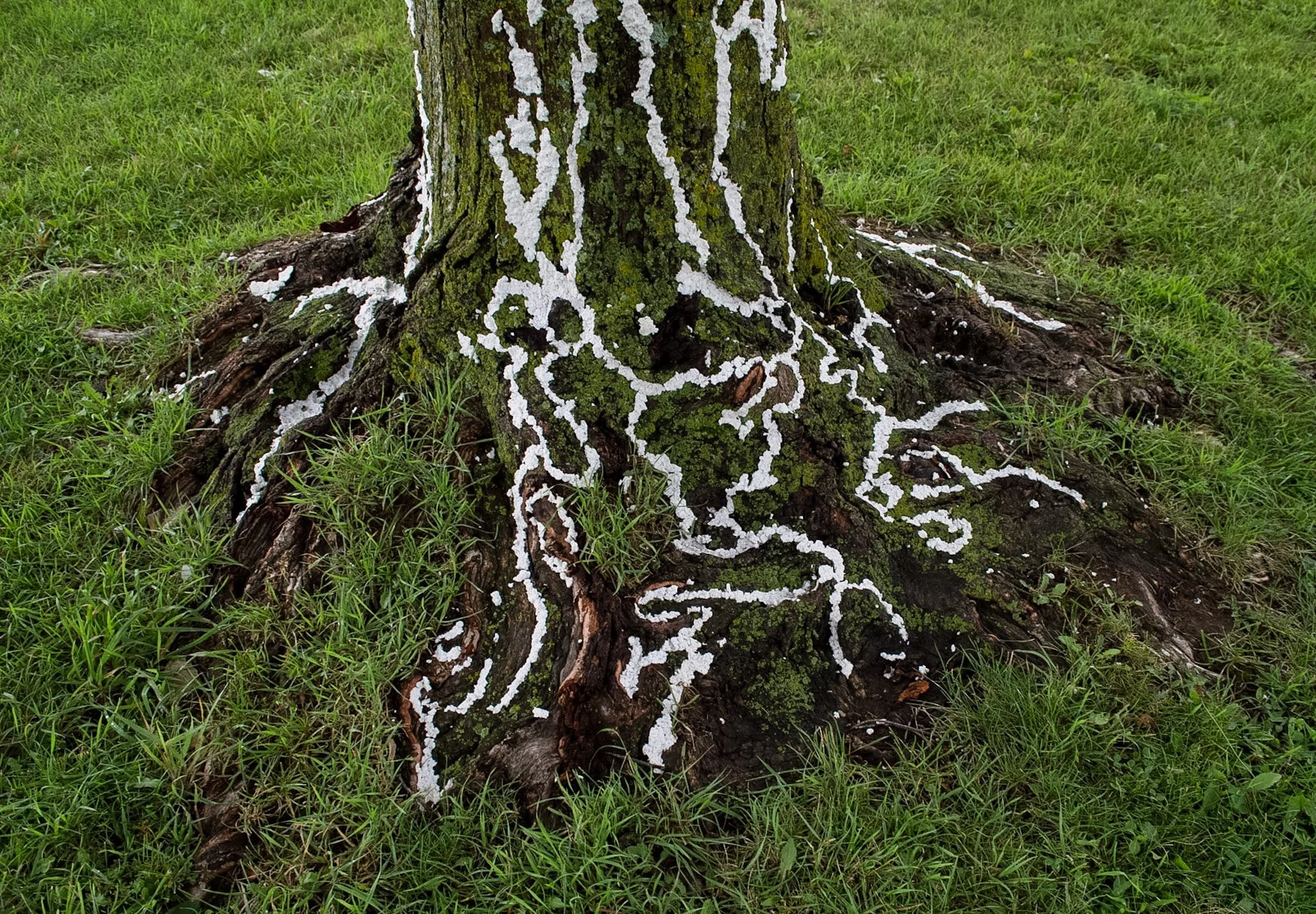 Elver Park, August 3, 2026