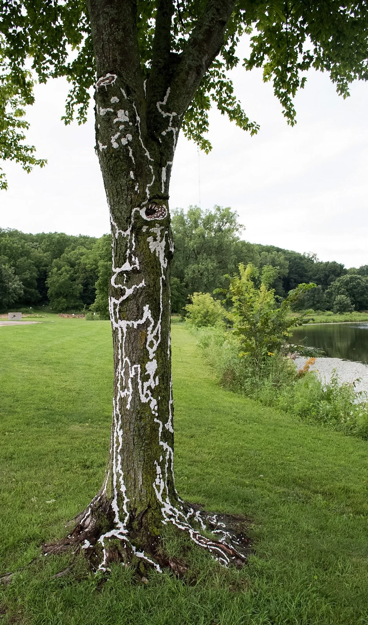 Elver Park, August 3, 2026