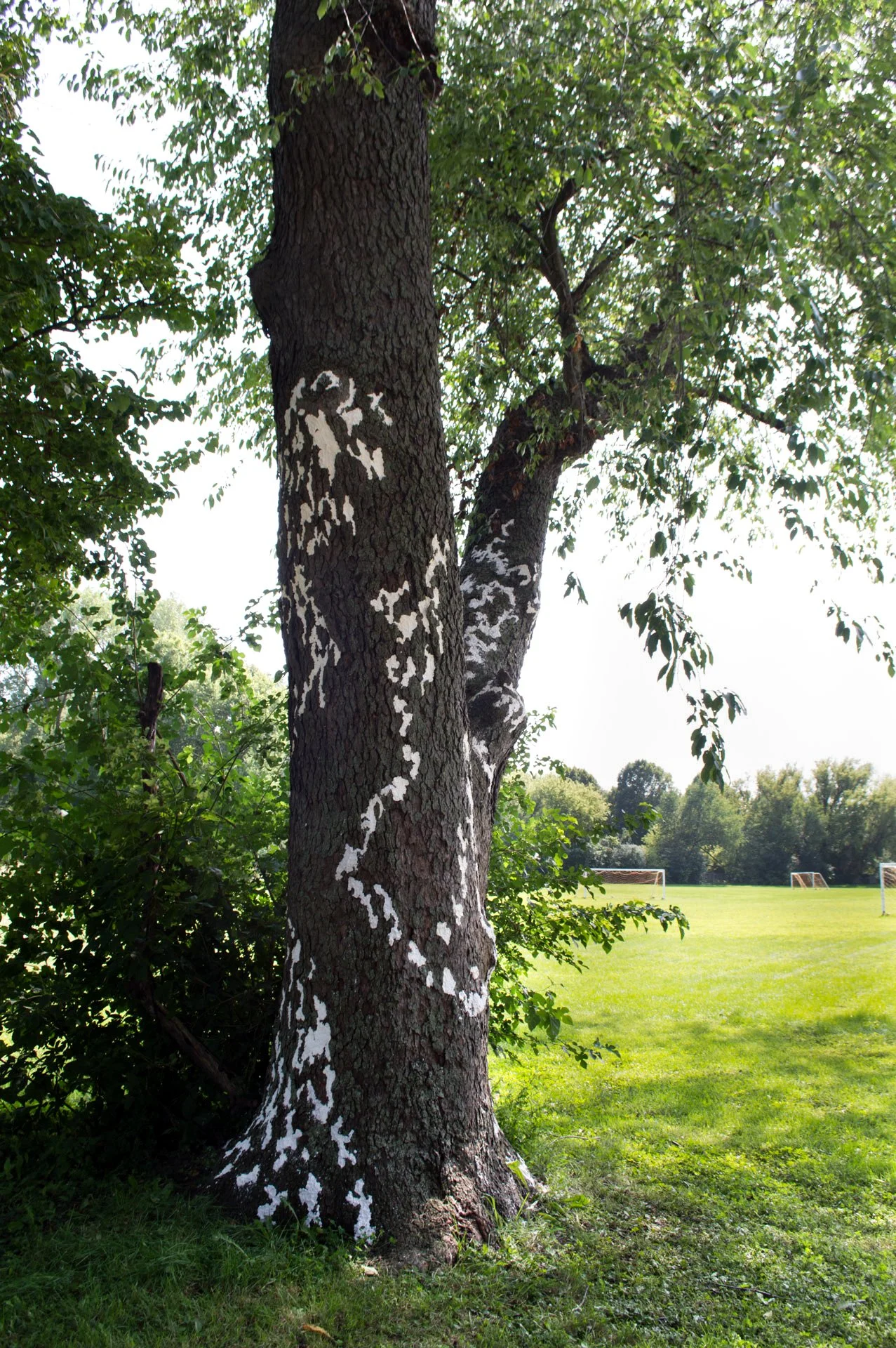 Sandburg Park, August 18, 2026