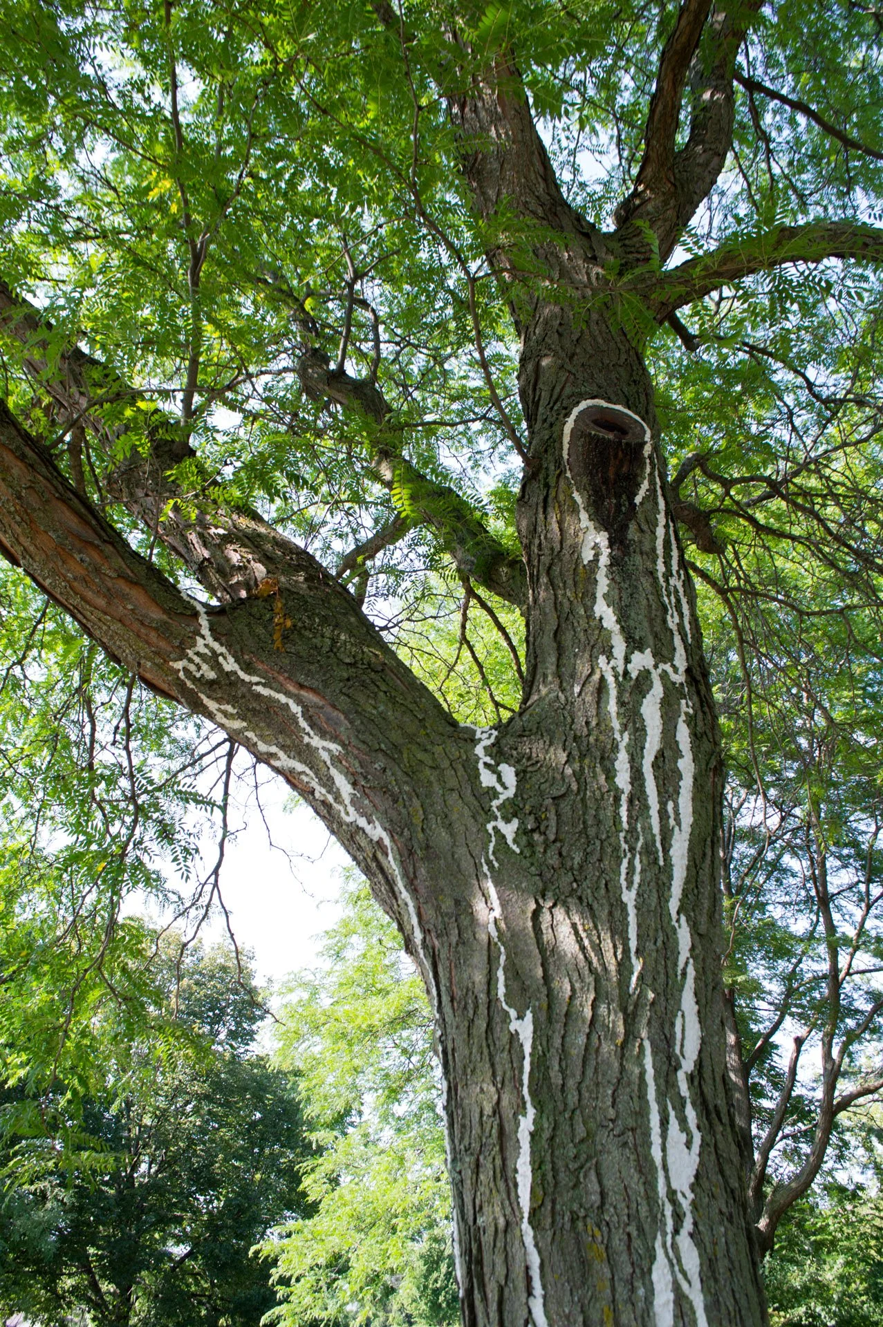 Aldo Leopold Park, August 11, 2026