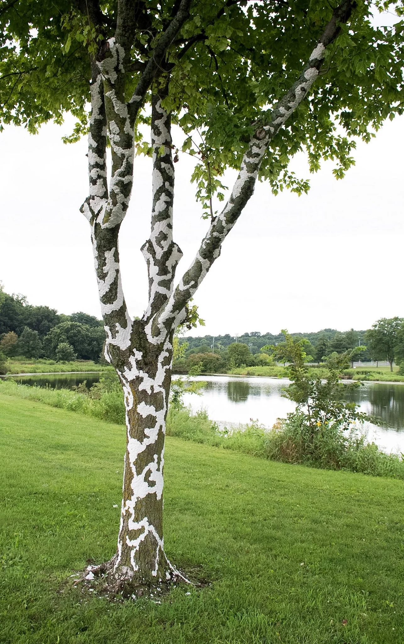Elver Park, August 3, 2026