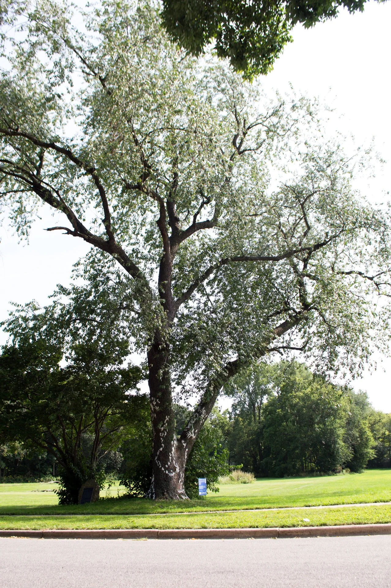 Sandburg Park, August 18, 2026