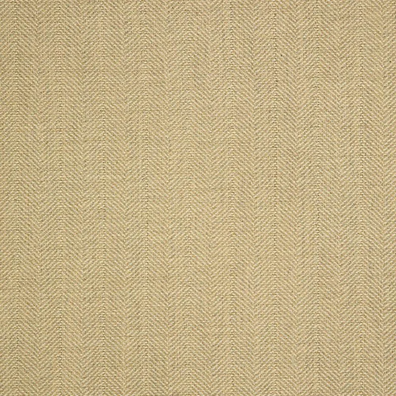 REAY-CAMEL.jpg