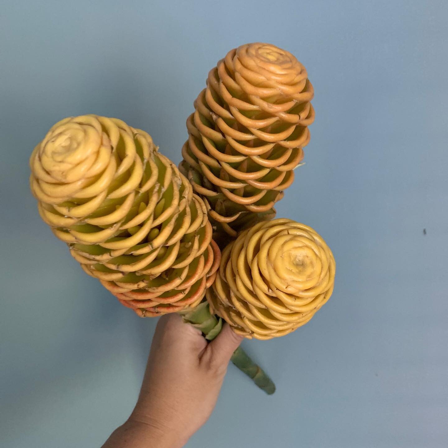 Let&rsquo;s have some fun and start a #flowerfriday and learn about flowers!This is called Beehive Ginger! It&rsquo; an ornamental ginger that is Native to Thailand. These tropical beauties come in this golden yellow, pink and red! They also have the