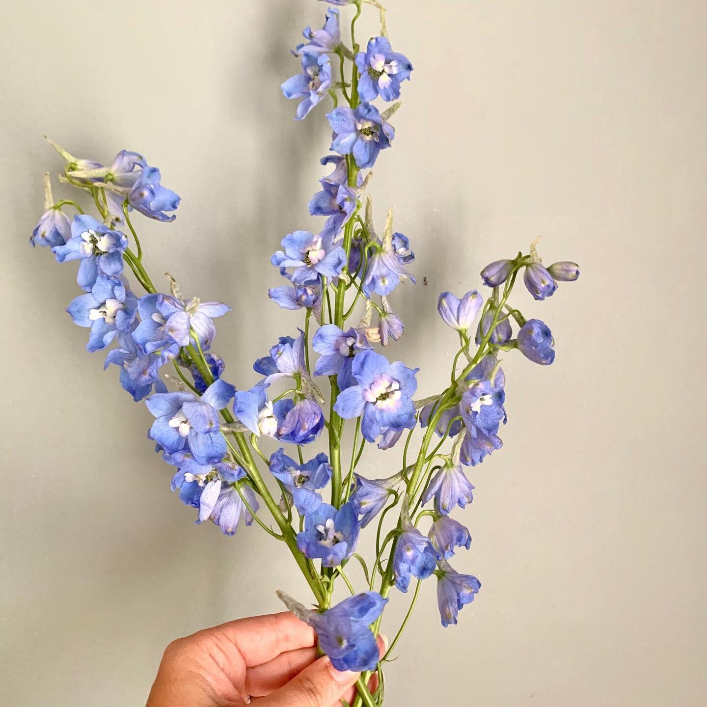 Blue delphinium comin&rsquo; at ya this #flowerfriday these delicate blooms are so versatile- they&rsquo;re great for bouquets, arrangements and installations! They can add height or snip them a tad and they can add fullness! These come in many color