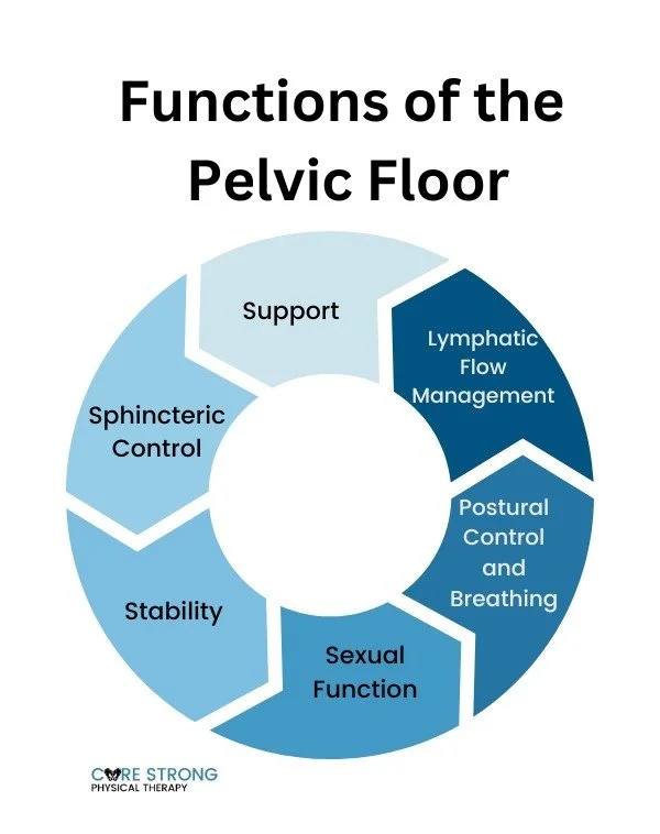Everything You Need to Know About the Pelvic Floor — Core Strong ...
