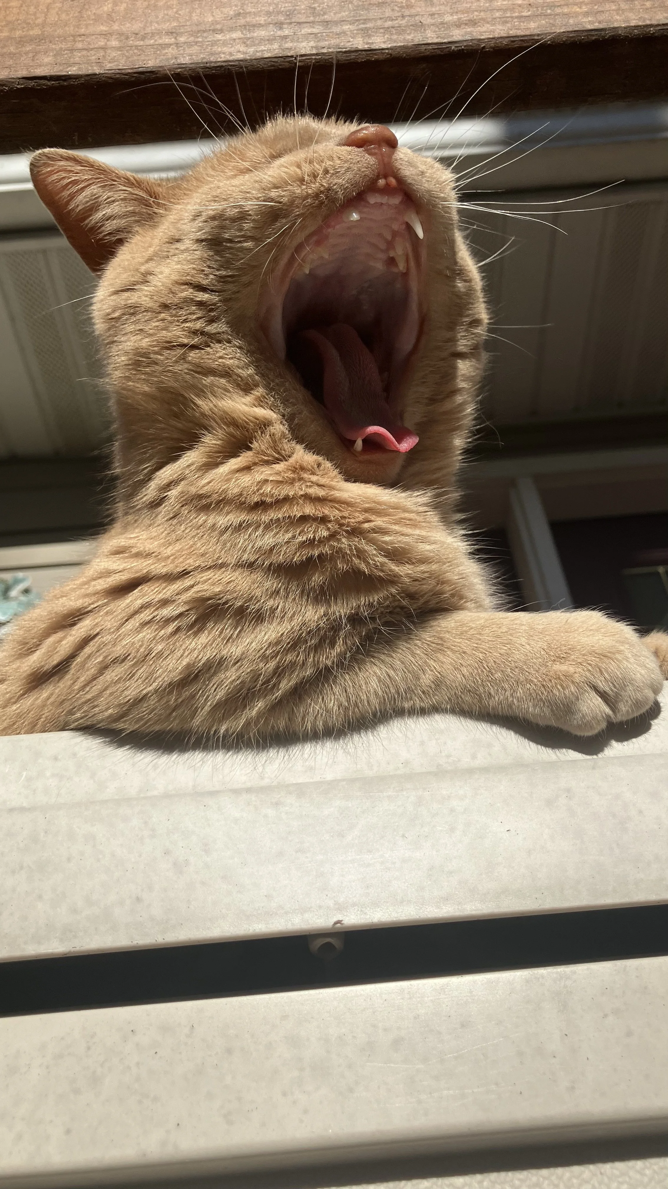 A ginger cat offering security services and health insurance in Wisconsin