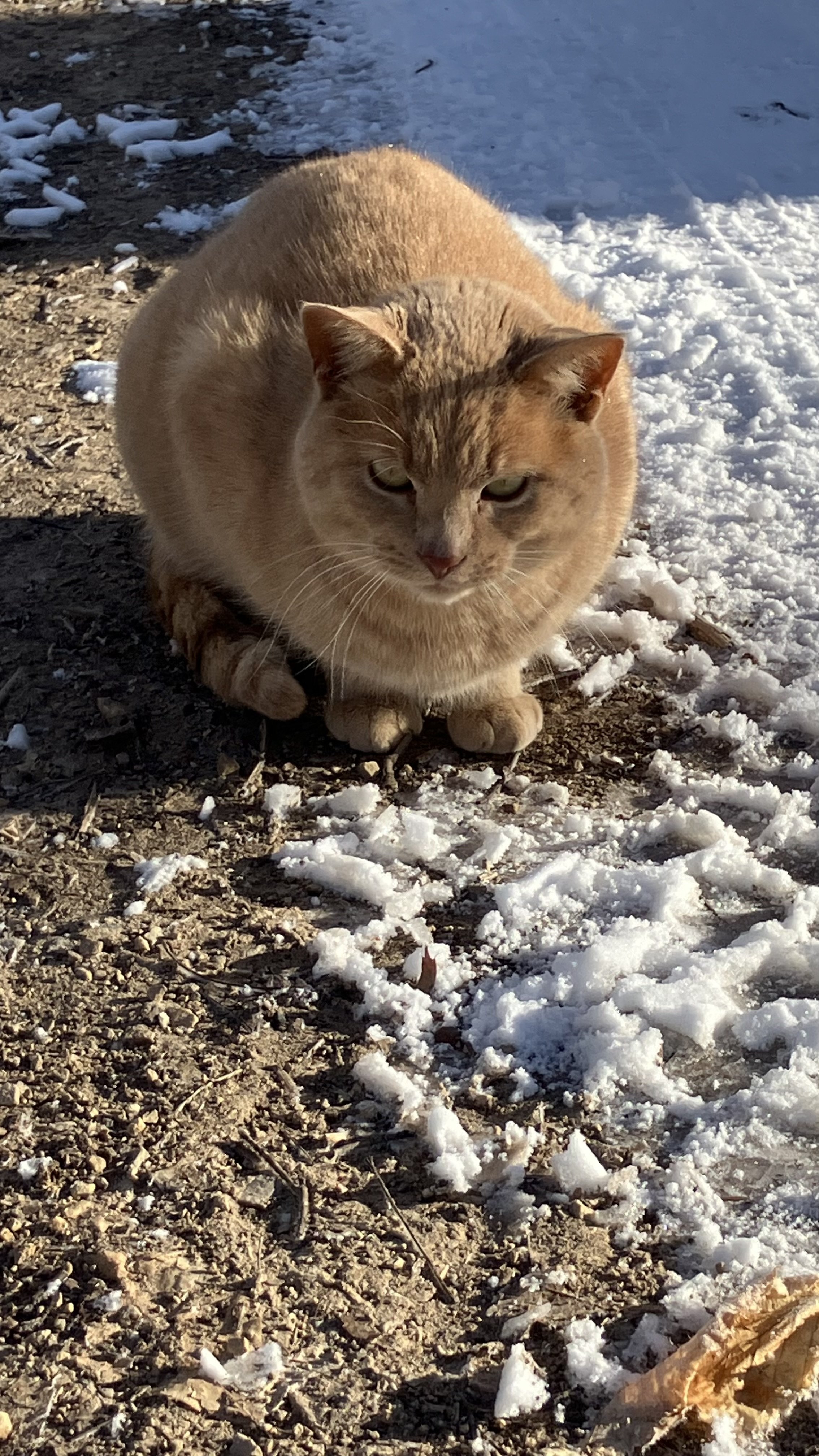 A ginger cat crouching on a patch of ground with patches of snow, looking directly at the camera.