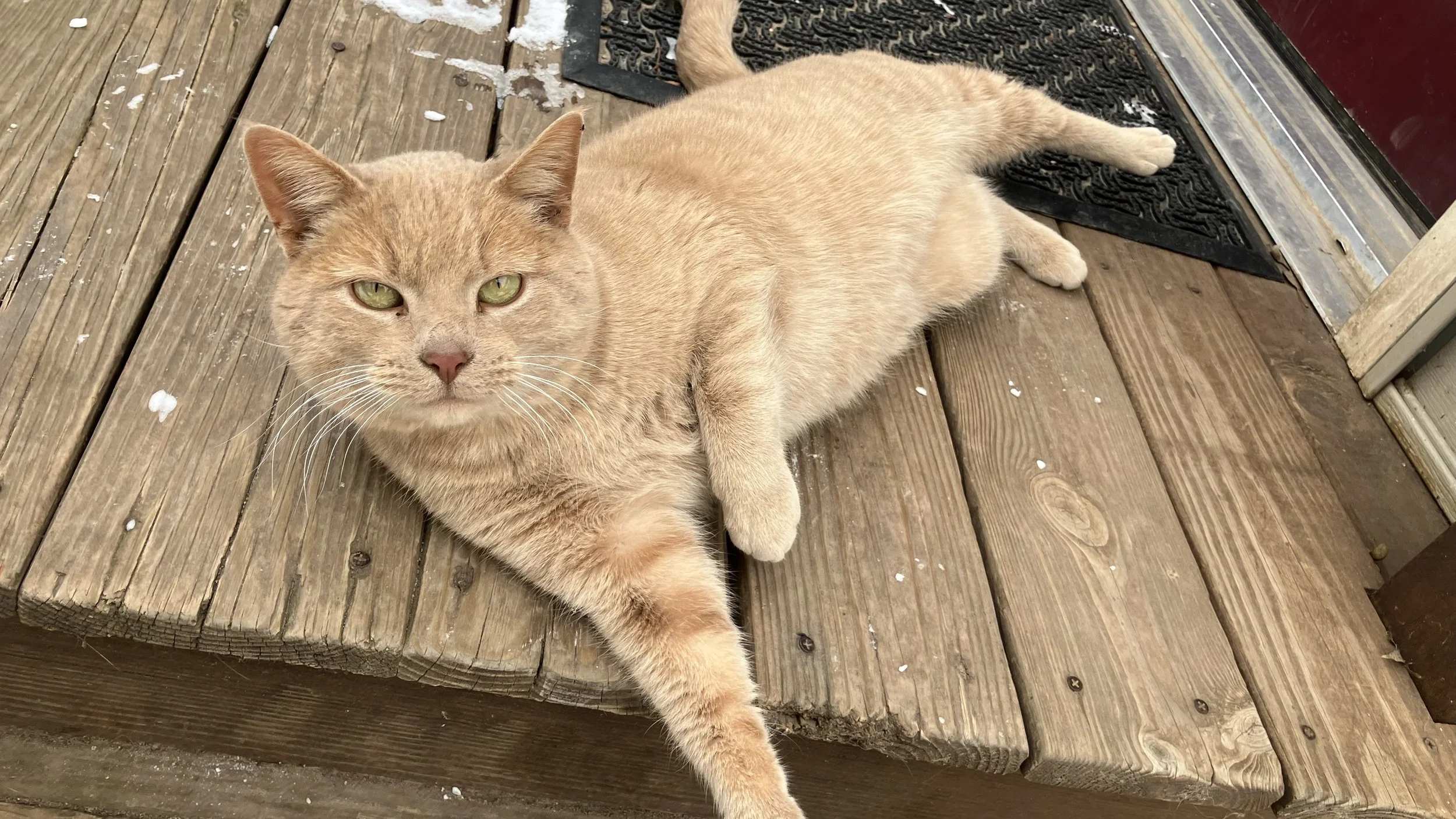 Cats of tiktok, health insurance, Wisconsin, small group, large group, individual, obamacare, exchange, cheap, affordable, free