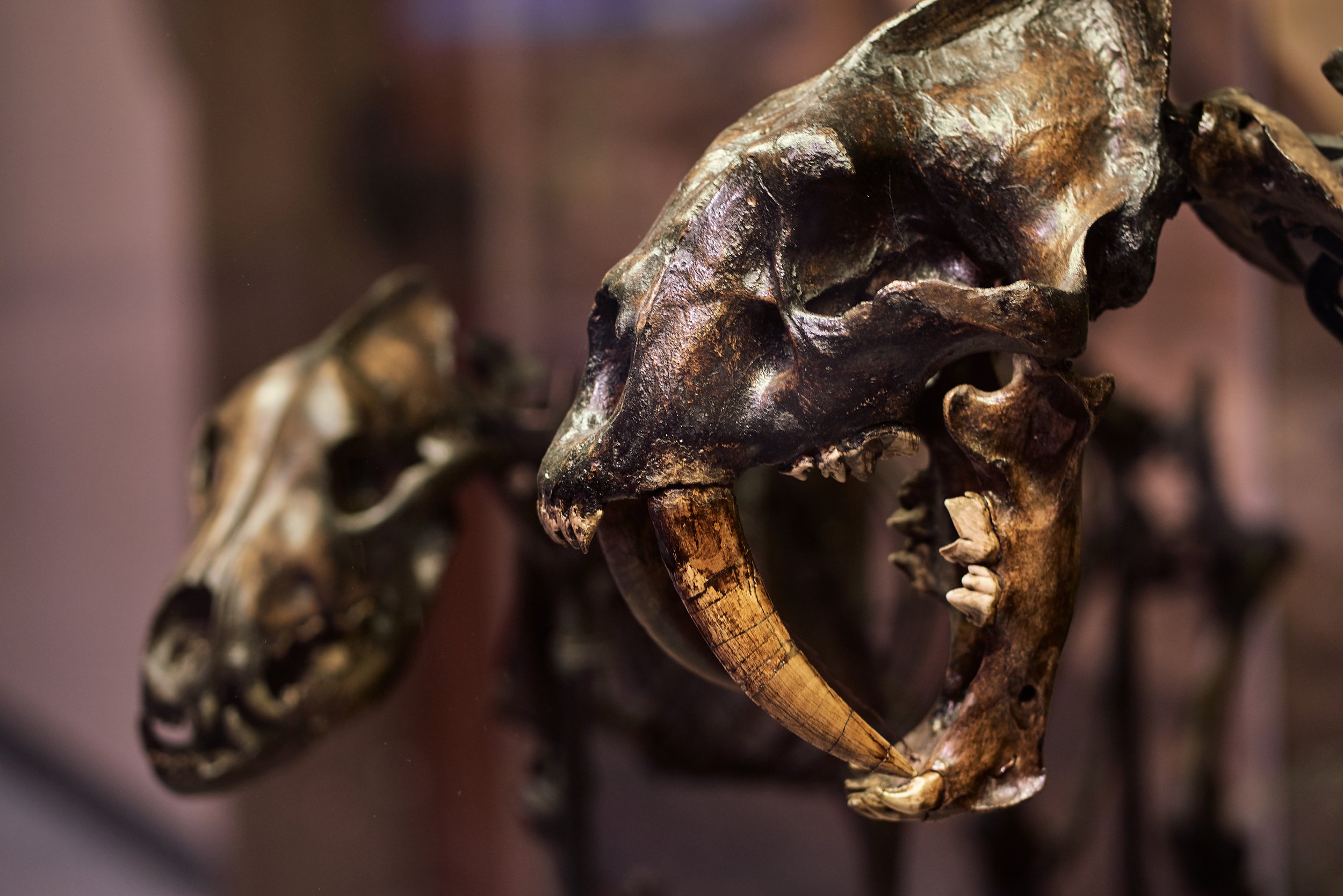 McPherson Museum 2018 _DSC7614.jpg