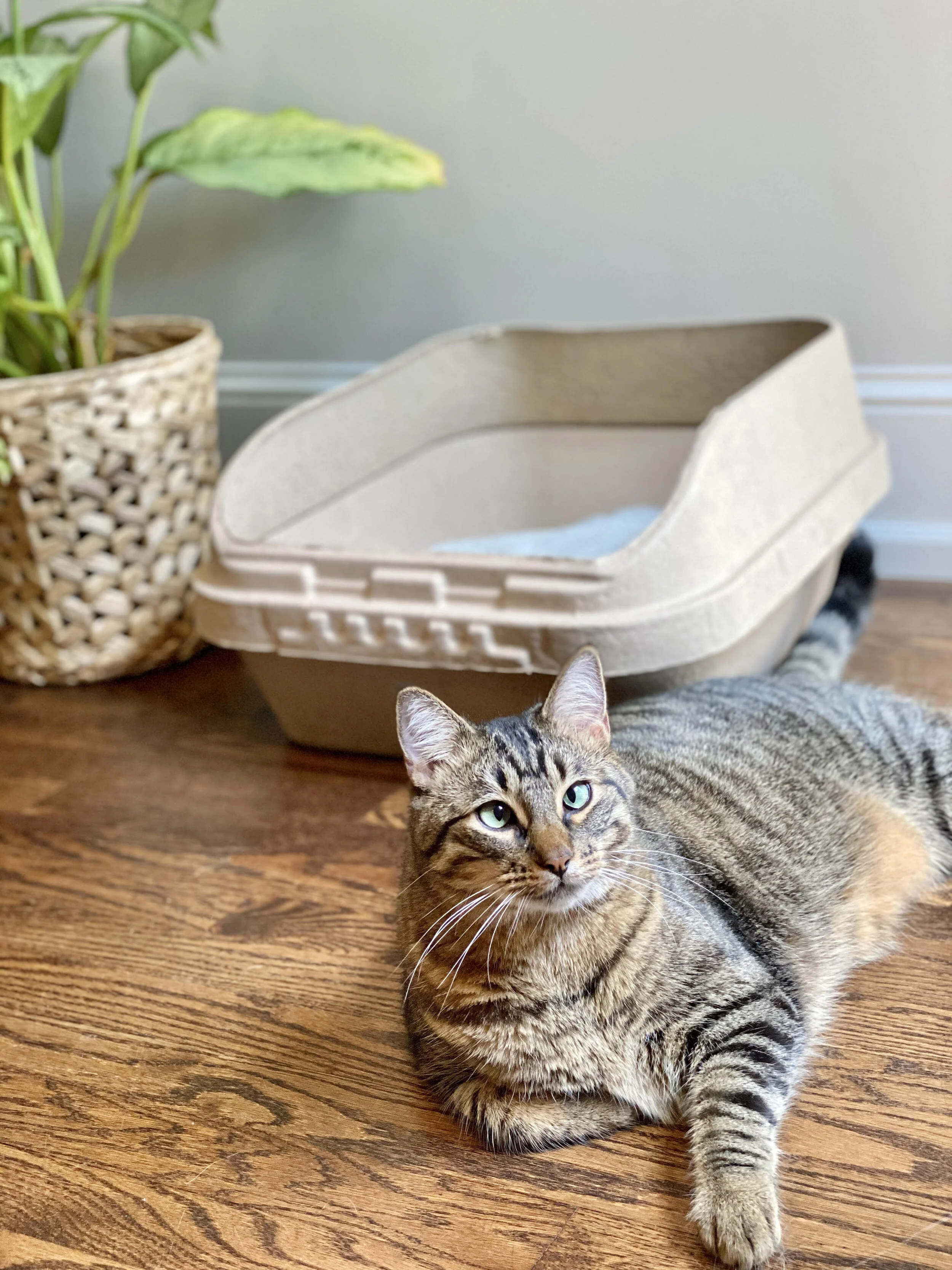 Our Story — Kitty Sift®