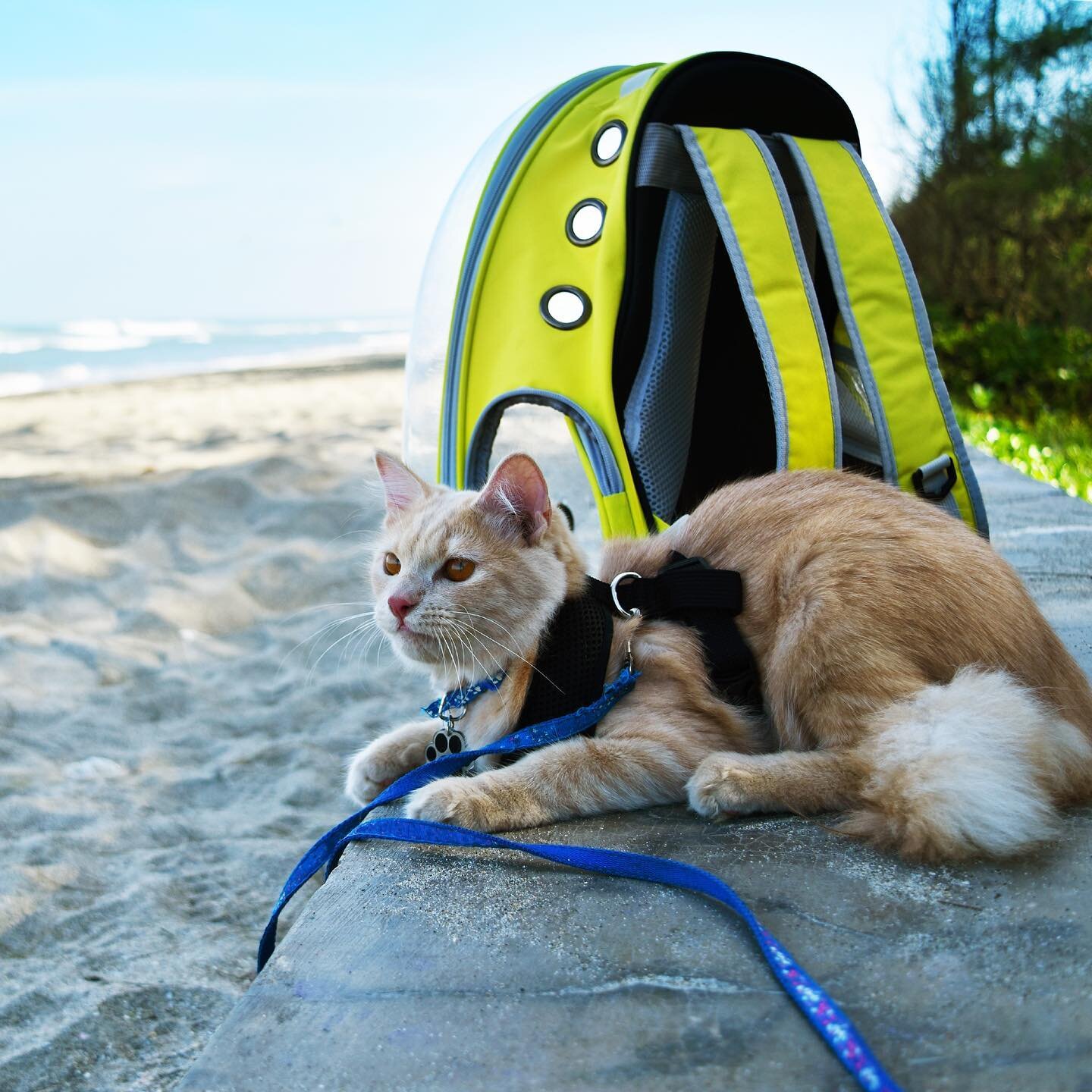 Thanks, @catthinksblog for including us in your &ldquo;8 Best Disposable Litter Boxes For Travel of 2020&rdquo; list 😻 Kitty Sift&reg; is a purr-fect solution to traveling with your kitty! 

Just take it from Cat Thinks : &ldquo;The waterproof coati