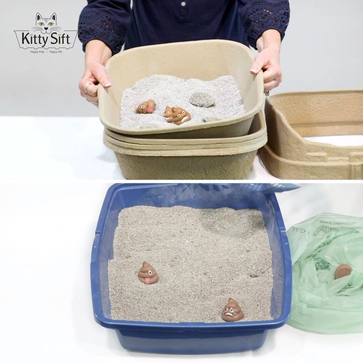 Can Your Cat Get Sick From a Dirty Litter Box? — Kitty Sift®