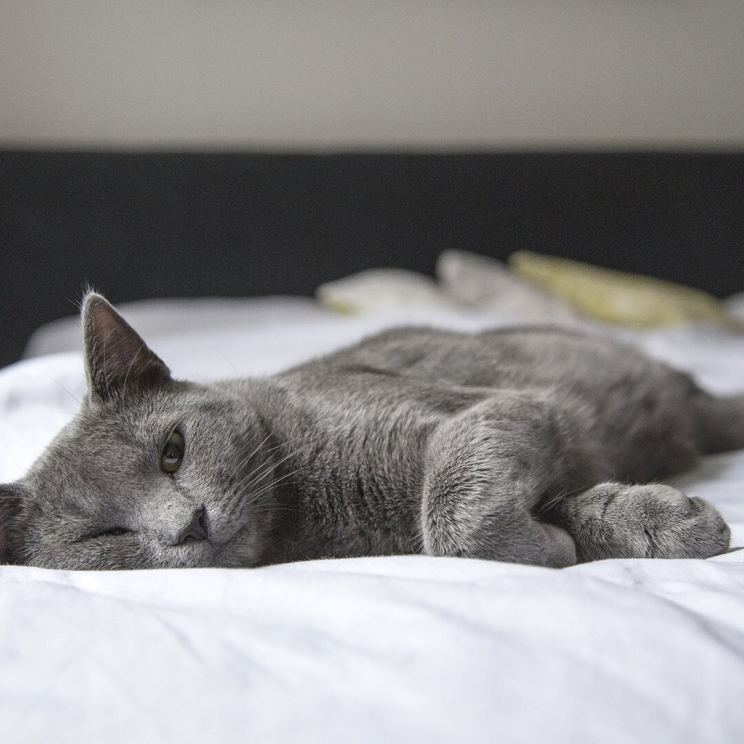 Did you know: If your kitty is gazing at you with squinted or half-closed eyes, they are showing you a major sign of affection, relaxation and trust!

.
.
.
.

#kittysift #cathealth #litterbox #cat #kitten #catlover #catlovers #catsofinstagram #kitty