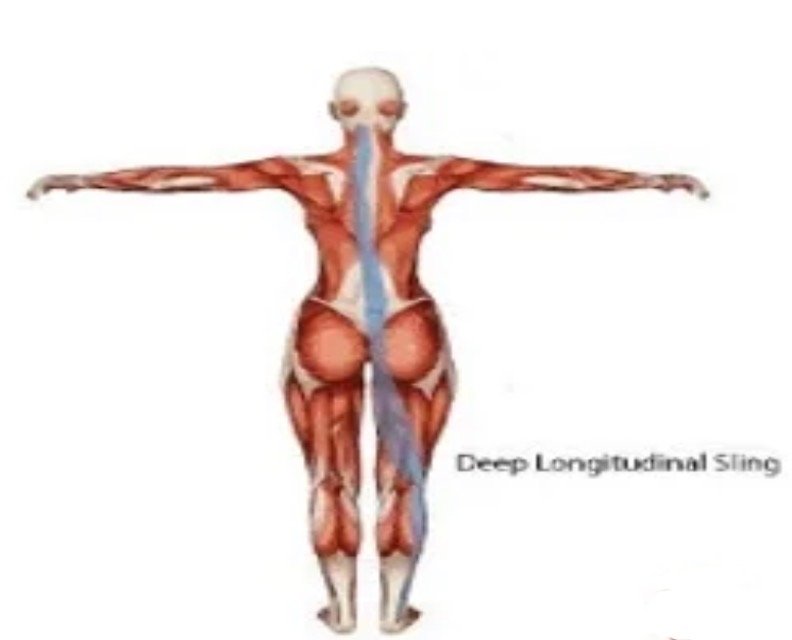 Role of Muscle Alignment Blog | Weston, FL | Realign by Randee — Realign by  Randee