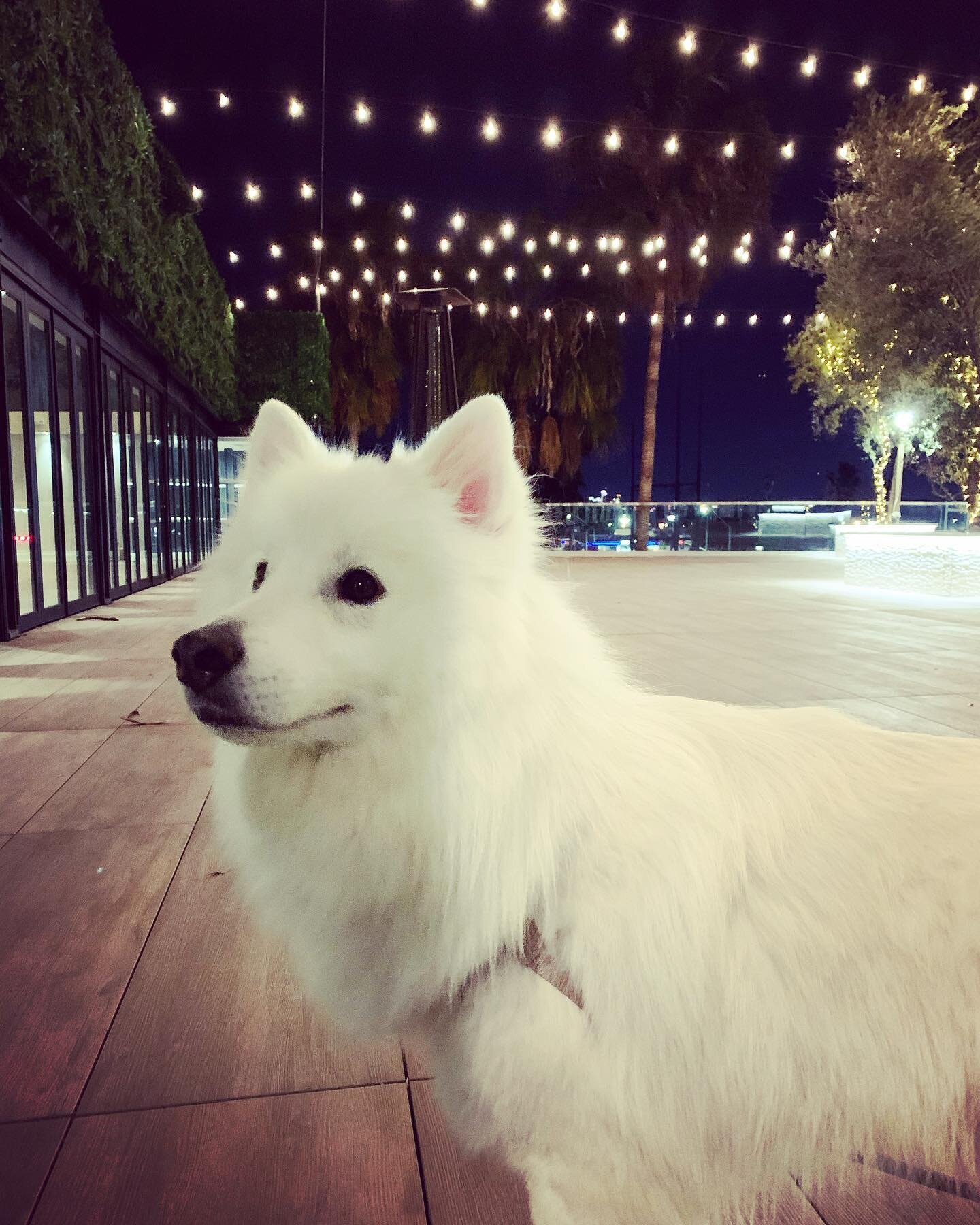 Friends @palmsophiarooftop is pet friendly... yes your furry friend can be in your wedding ceremony...or ya know, this Snow White Ploof @kingsleythepuppyman is avail for rent a ring bearer services hehe... #larooftop #laoutdoorvenue #laoutdoorwedding