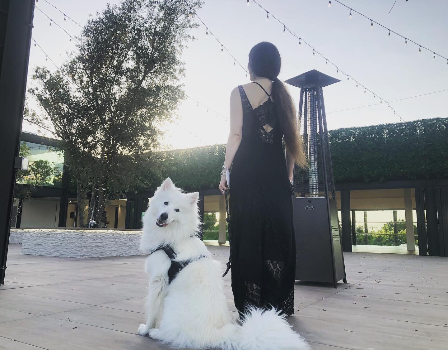 @kingsleythepuppyman  and @jennlaskey enjoying the view and wishing all our newly engaged friends best wishes.... q3 and q4 2021 are looking bright for gatherings with the safety and normalcy we all so dearly miss.... pls keep the new Palm Sophia roo