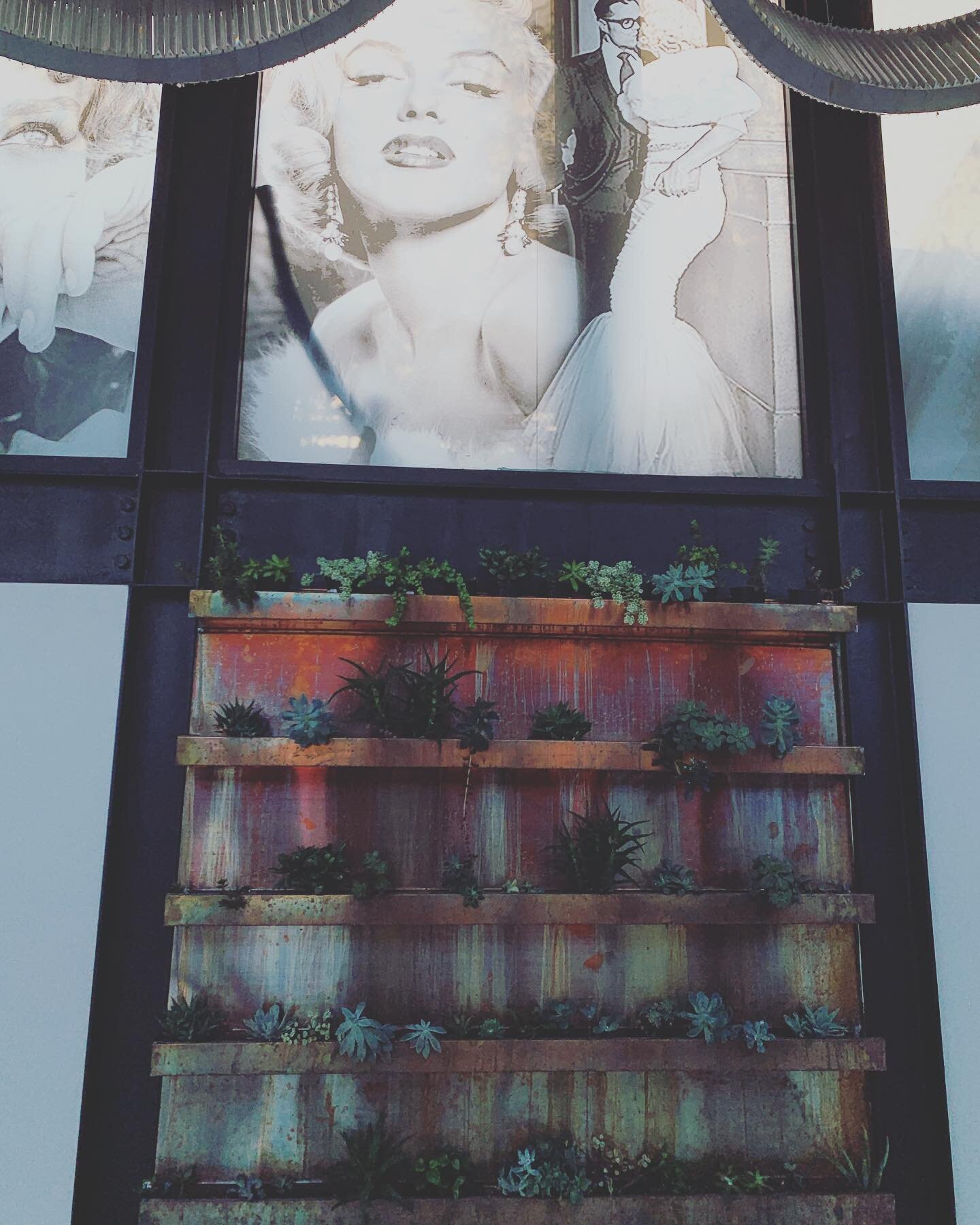 I&rsquo;m always looking for the beautiful photo ops, succulent wall on distressed copper meets H&amp;S pls Hollywood art at @palmsophiarooftop #culvercity #laeventspace #rooftopwedding #larooftop
